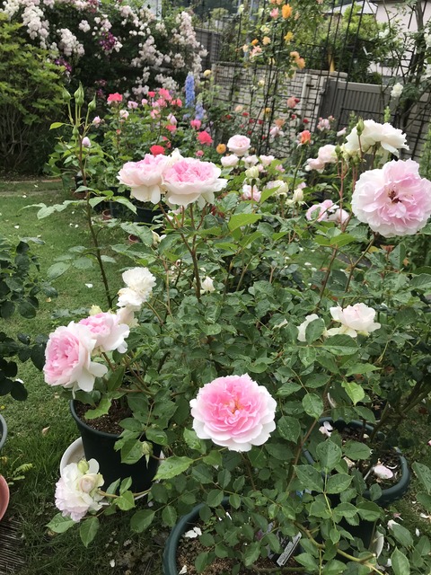 ロサオリエンティスの開花状況、遅咲きバラが一斉に開花しました