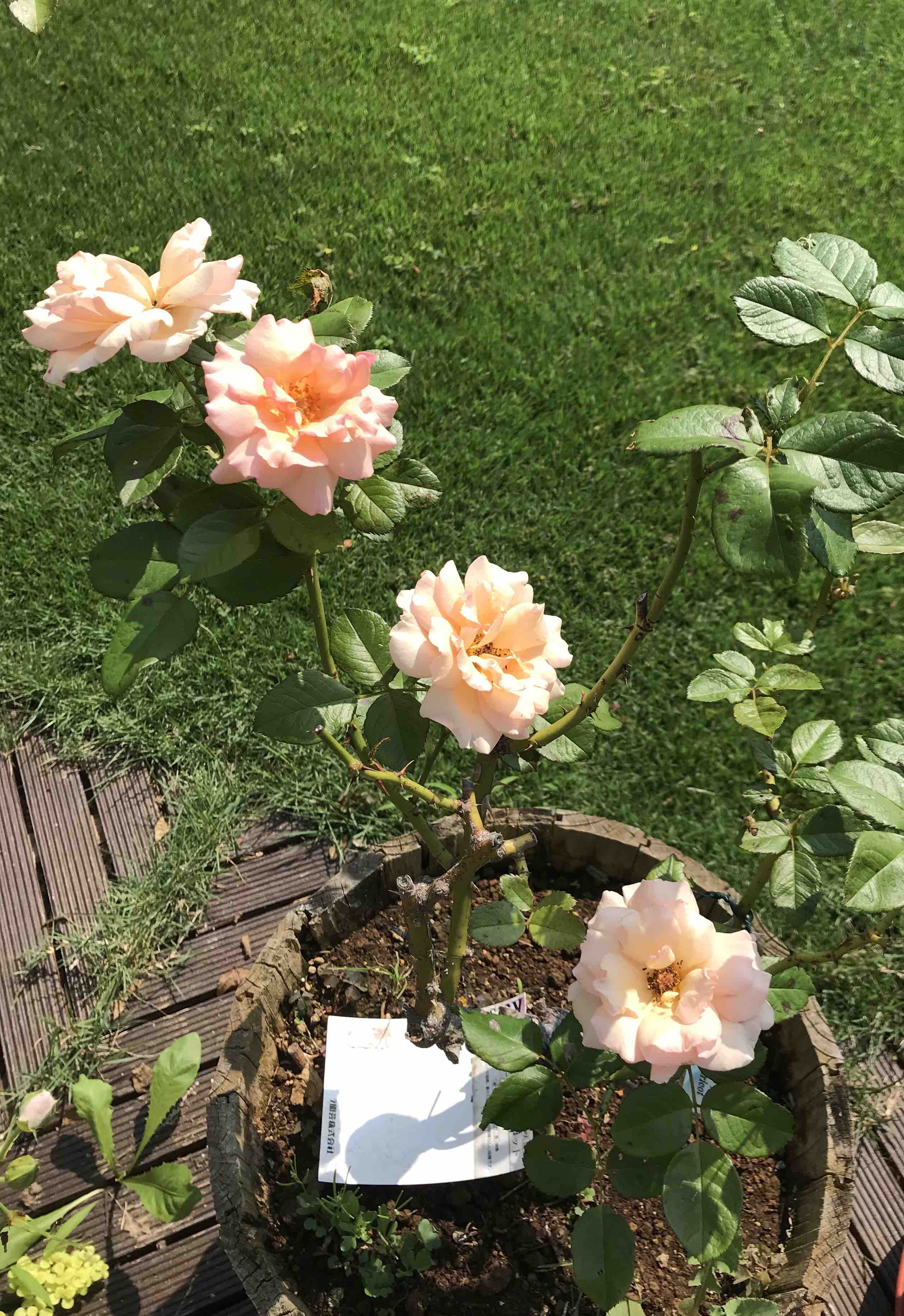 花持ちが良いオススメのバラ きよひめの気ままにロザリアン