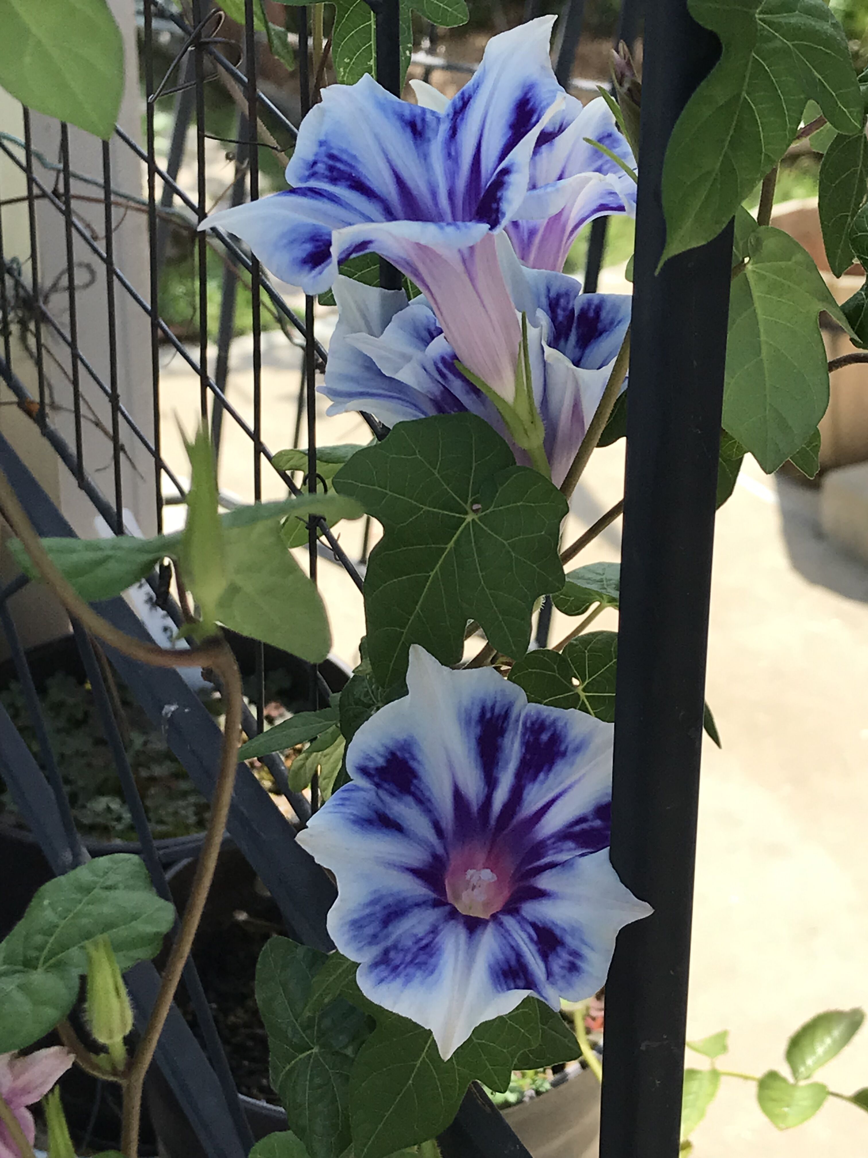 8月のジャストジョイ ヴィルドゥリヨン 変身した西洋朝顔スノーフレーク きよひめの気ままにロザリアン