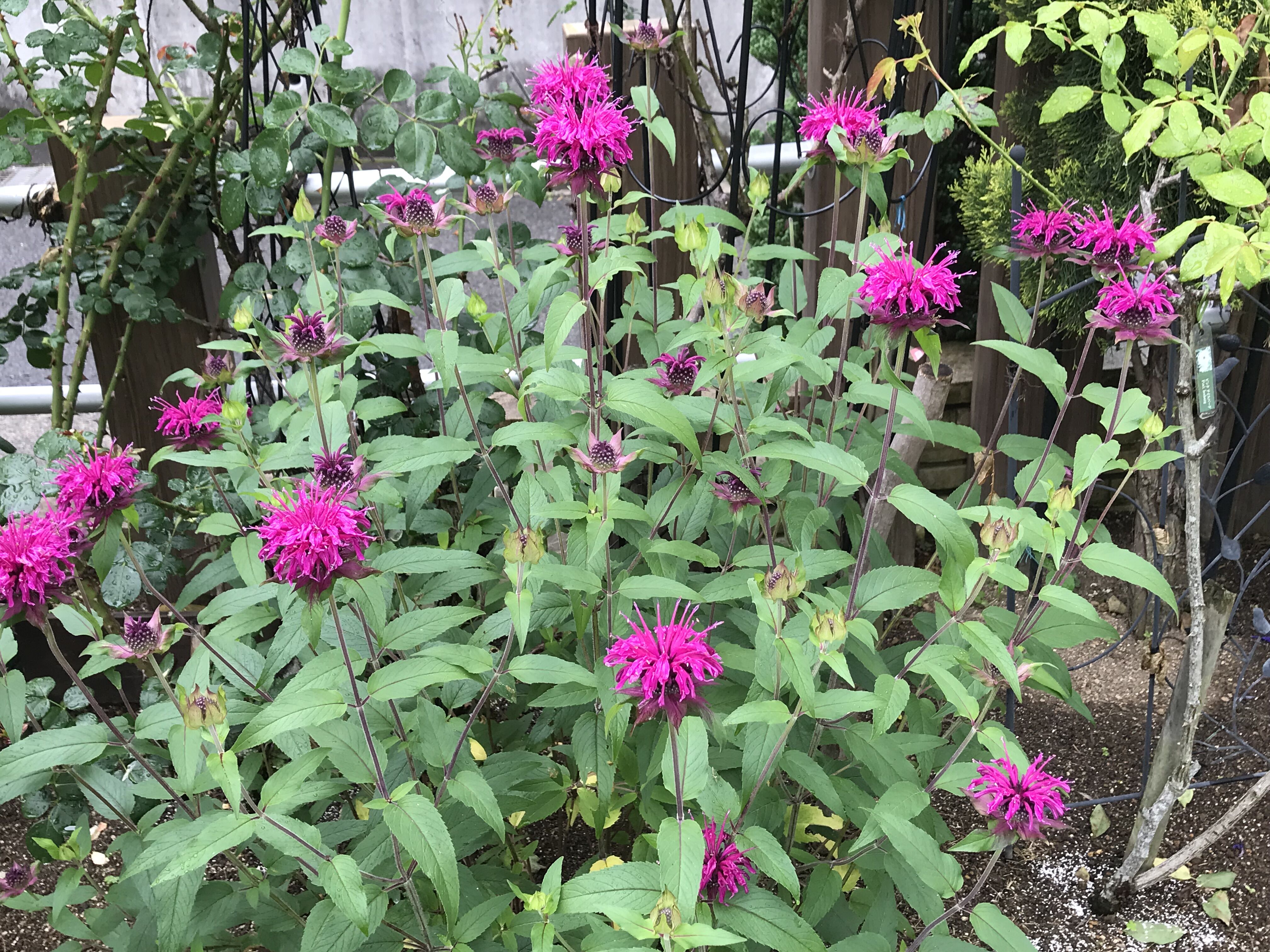 6月はモナルダの季節 二番花ジャストジョイ セム きよひめの気ままにロザリアン