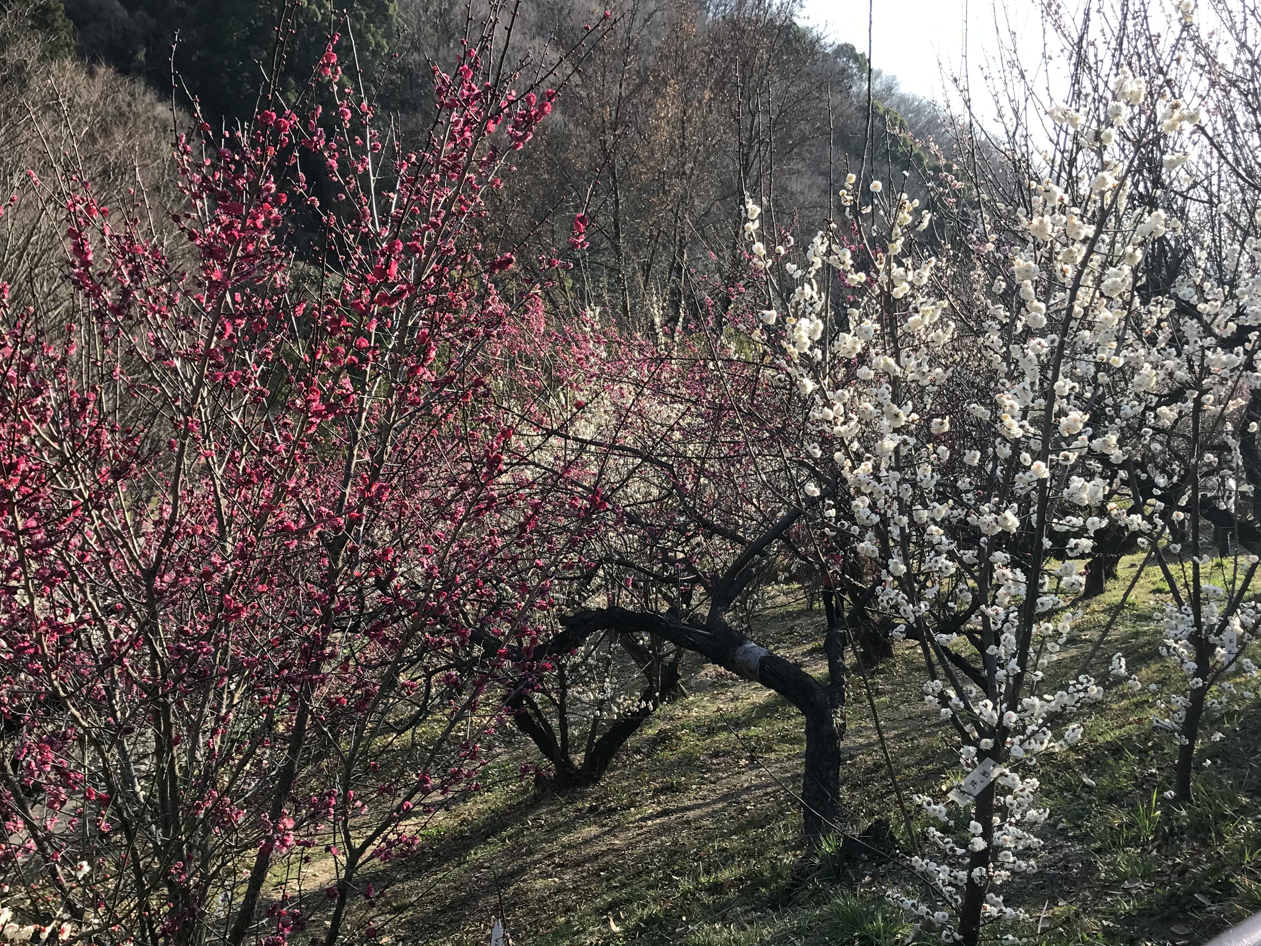 和歌山緑化センター 梅見頃 O きよひめの気ままにロザリアン 和歌山緑化センター 梅見頃 O きよひめの気ままにロザリアン