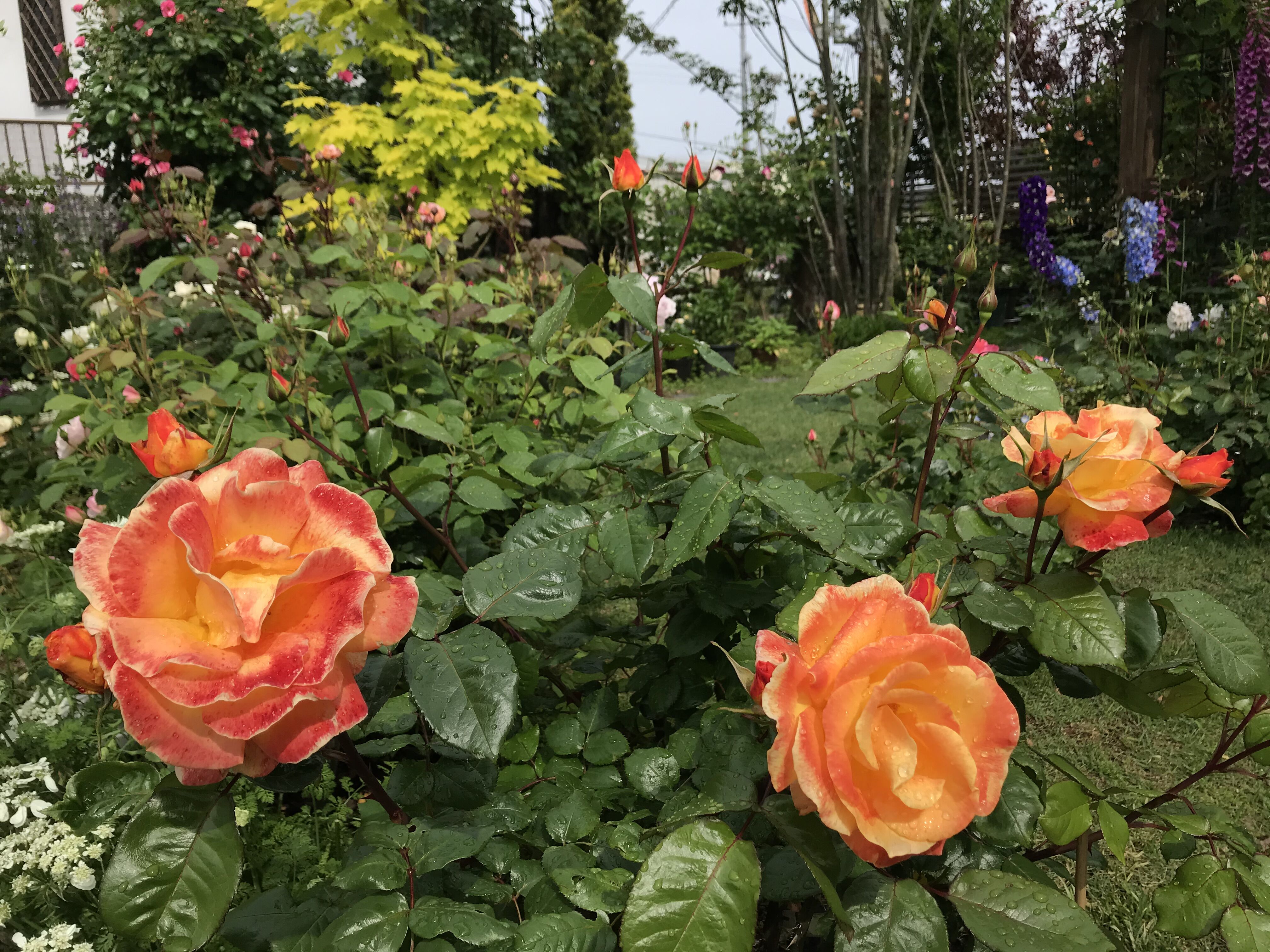 西庭part ヴィエネッタも開花 O きよひめの気ままにロザリアン