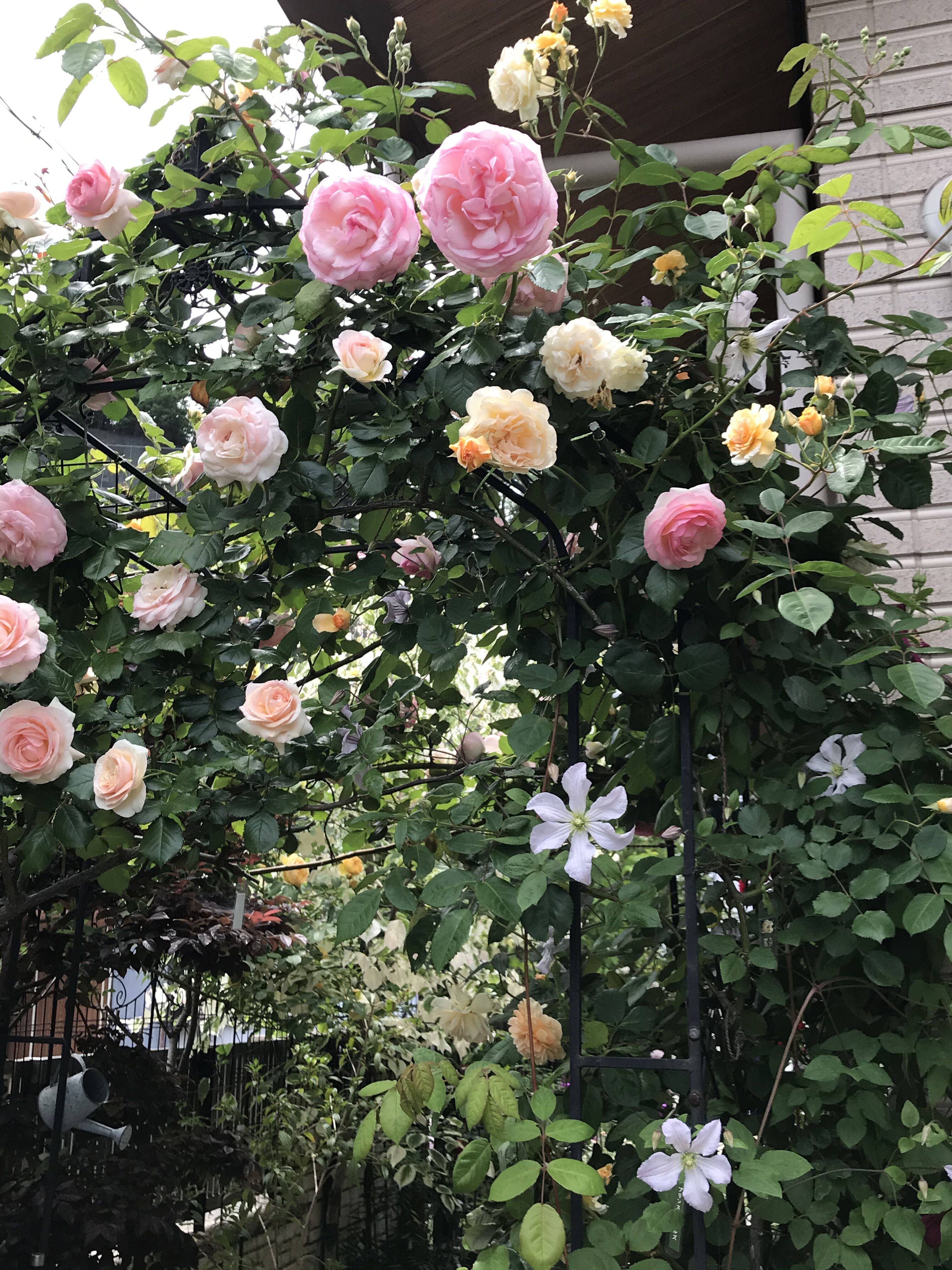 ロンサール クレマチス バフビューティー O きよひめの気ままにロザリアン