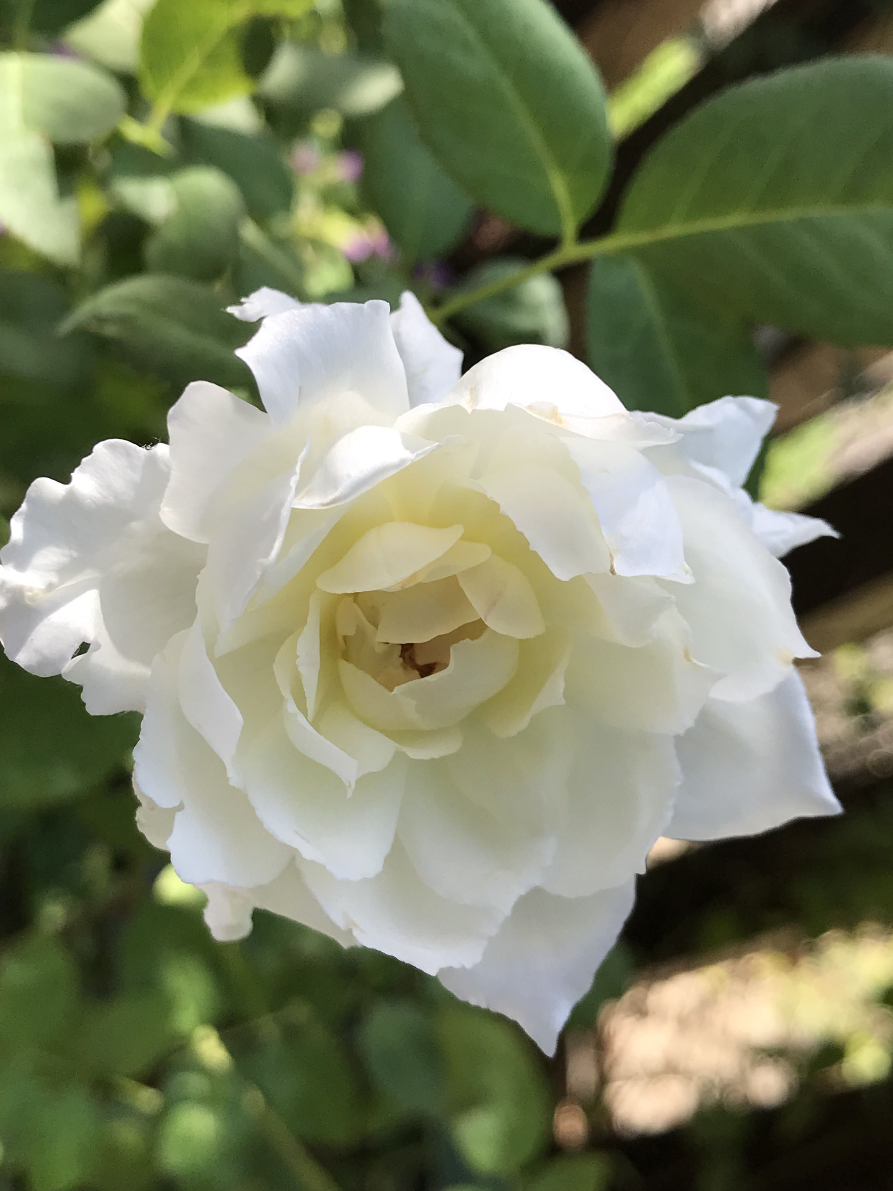 ９月のボレロ ルブラン きよひめの気ままにロザリアン