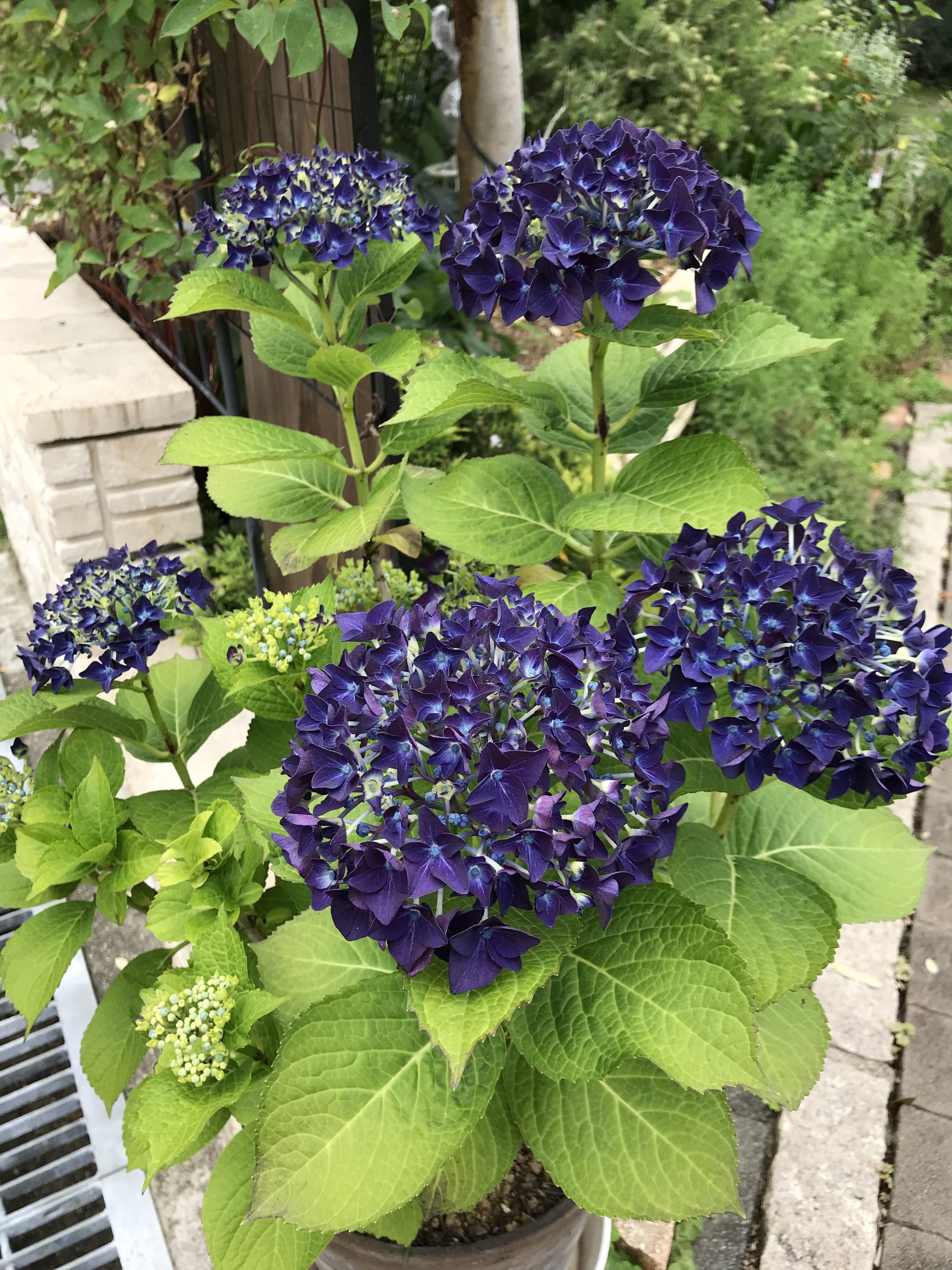 我が家の紫陽花 花盛り18 きよひめの気ままにロザリアン 我が家の紫陽花 花盛り18 きよひめの気ままにロザリアン