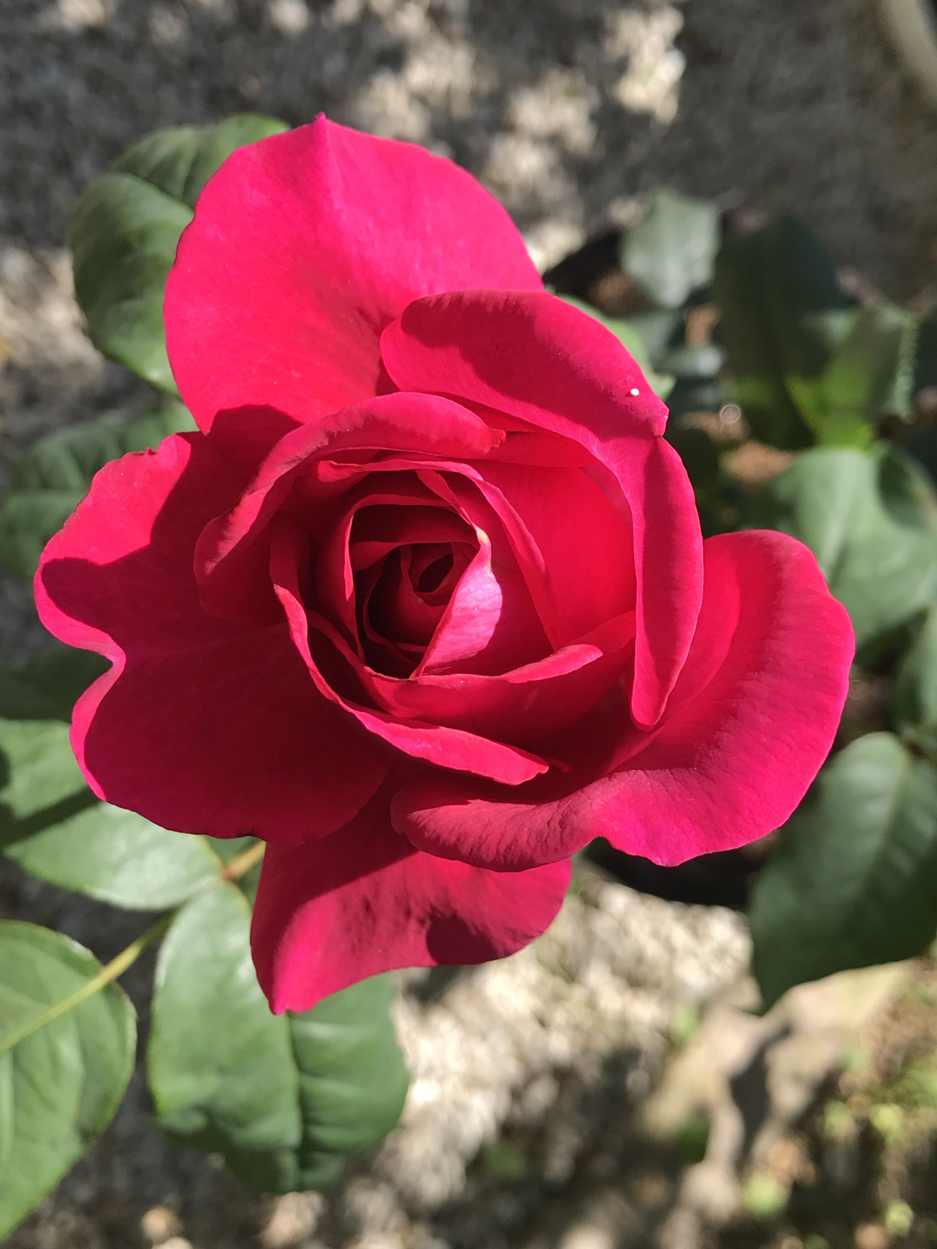 赤バラと白いユリ きよひめの気ままにロザリアン