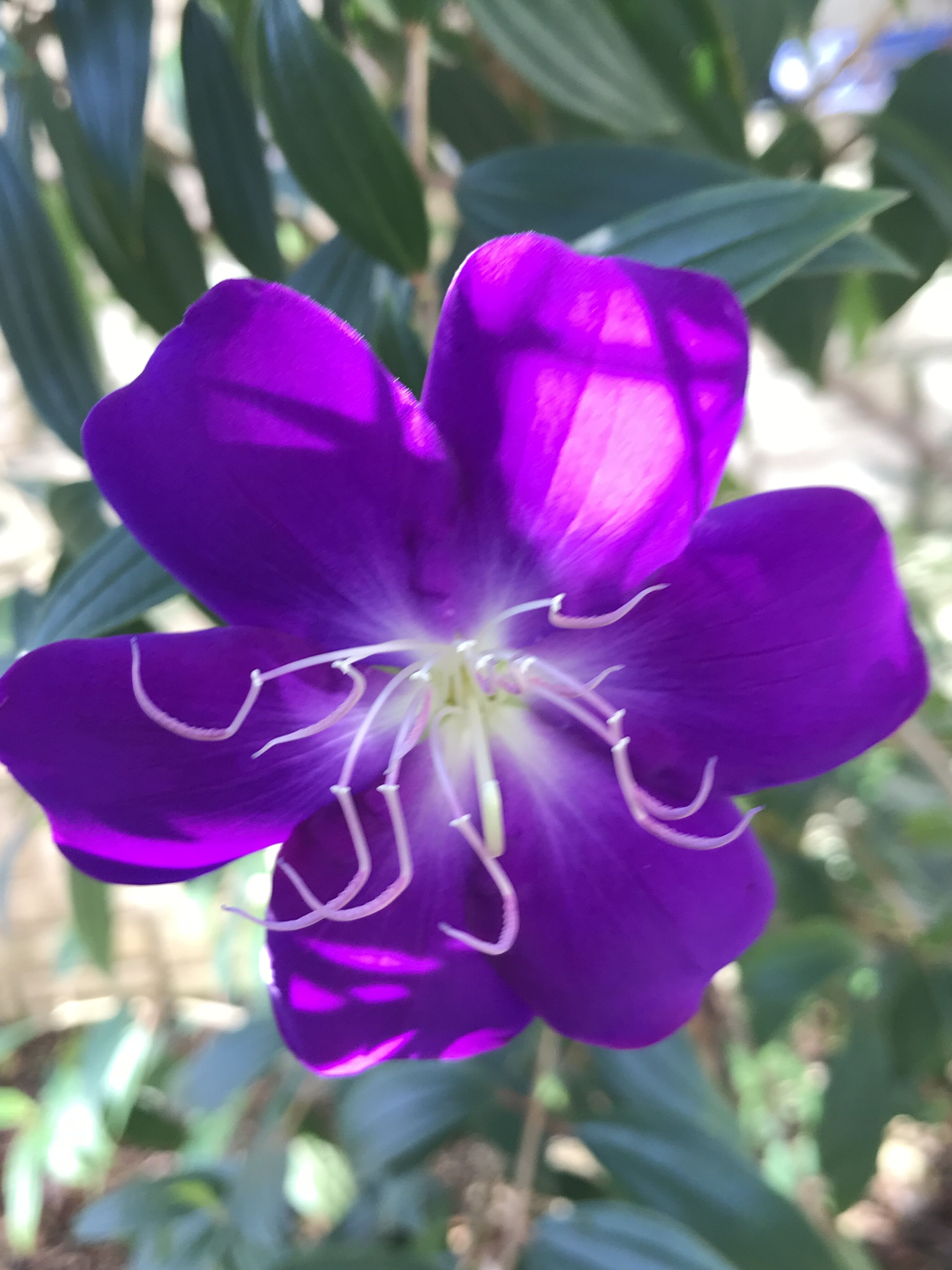 玄関周りノボタン 開花 クリスマスローズに寄せ植えも きよひめの気ままにロザリアン