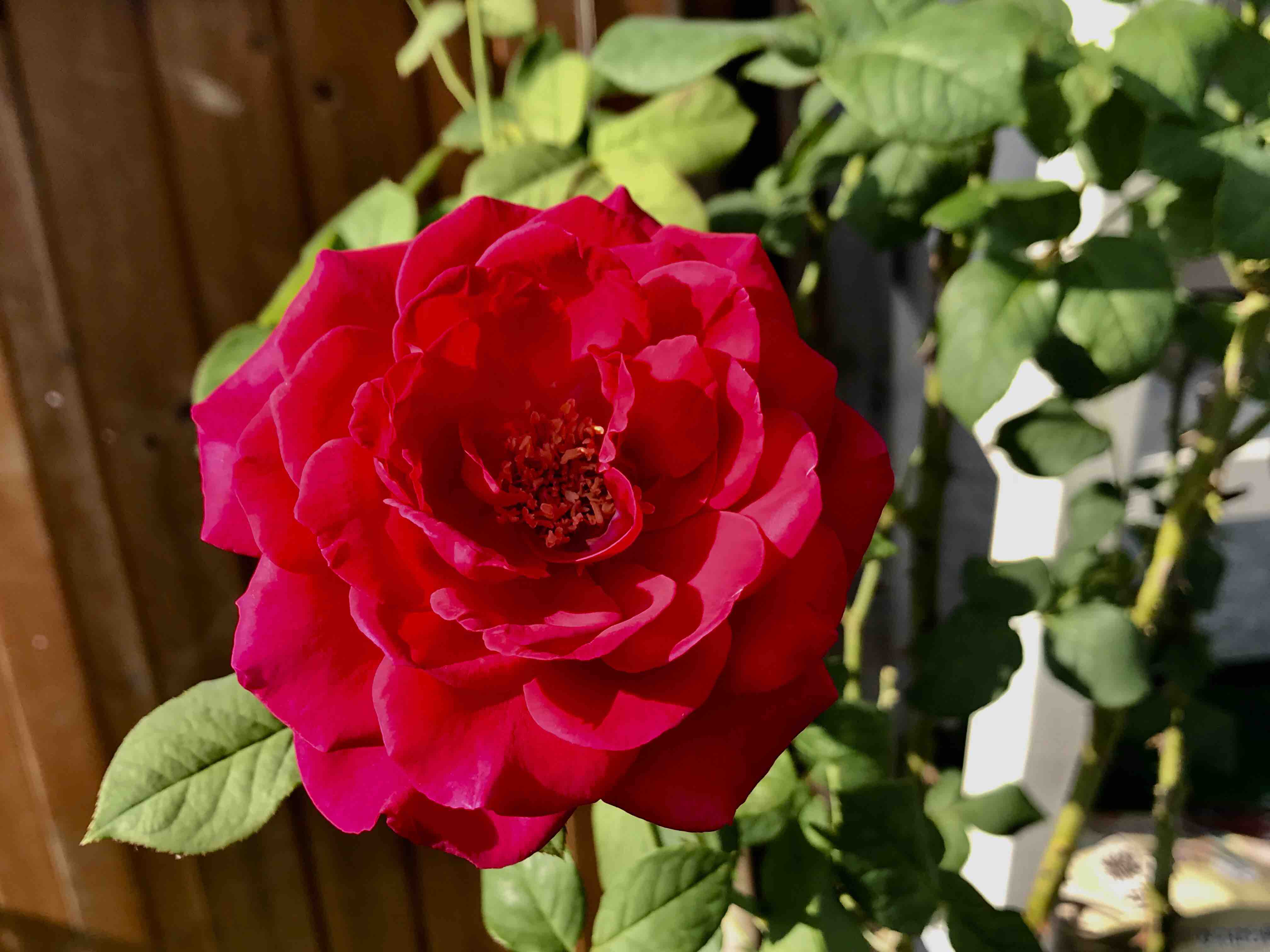 花持ちが良いオススメのバラ きよひめの気ままにロザリアン