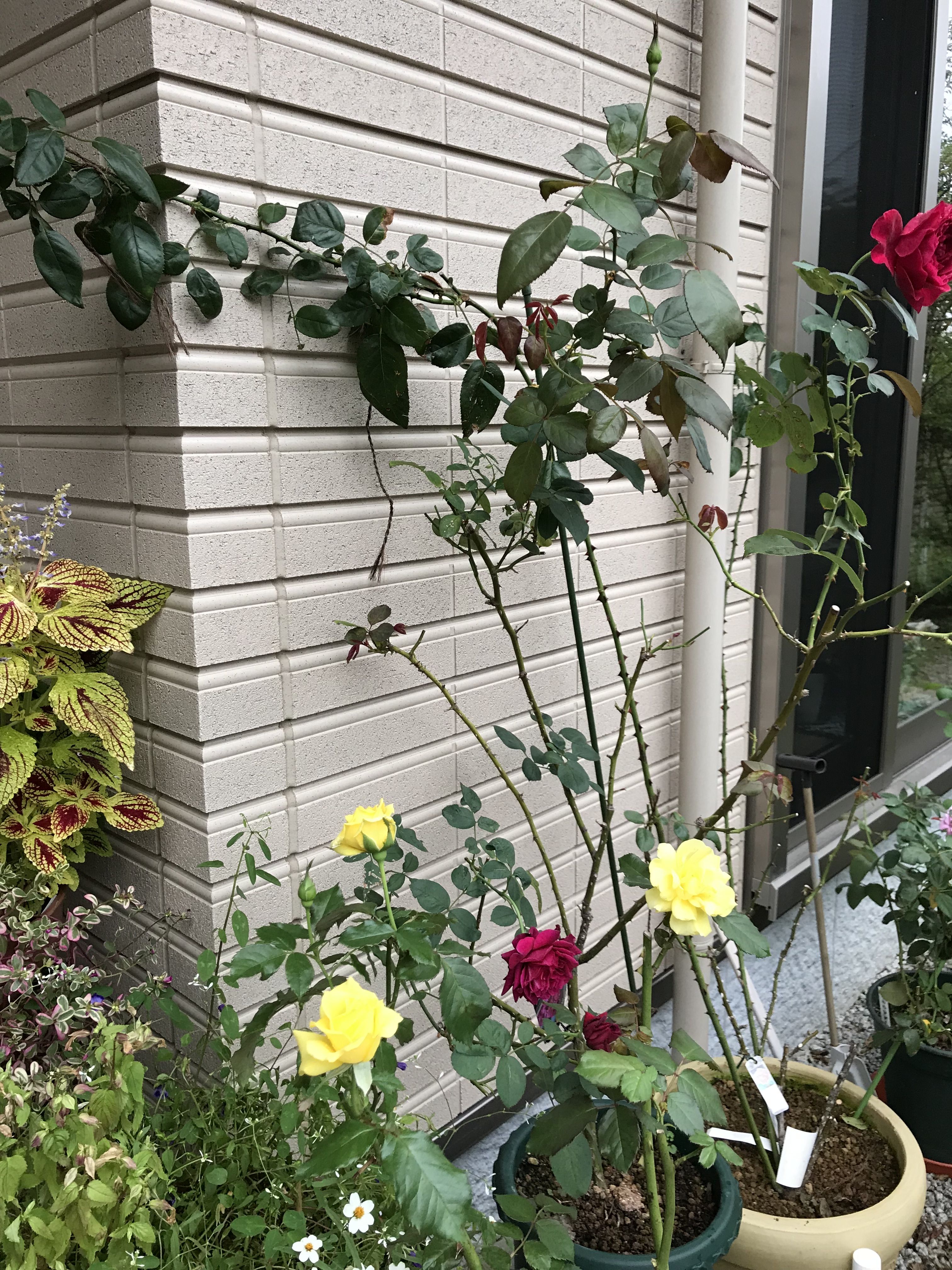 玄関のフリージア 赤バラ きよひめの気ままにロザリアン 玄関のフリージア 赤バラ きよひめの気ままにロザリアン