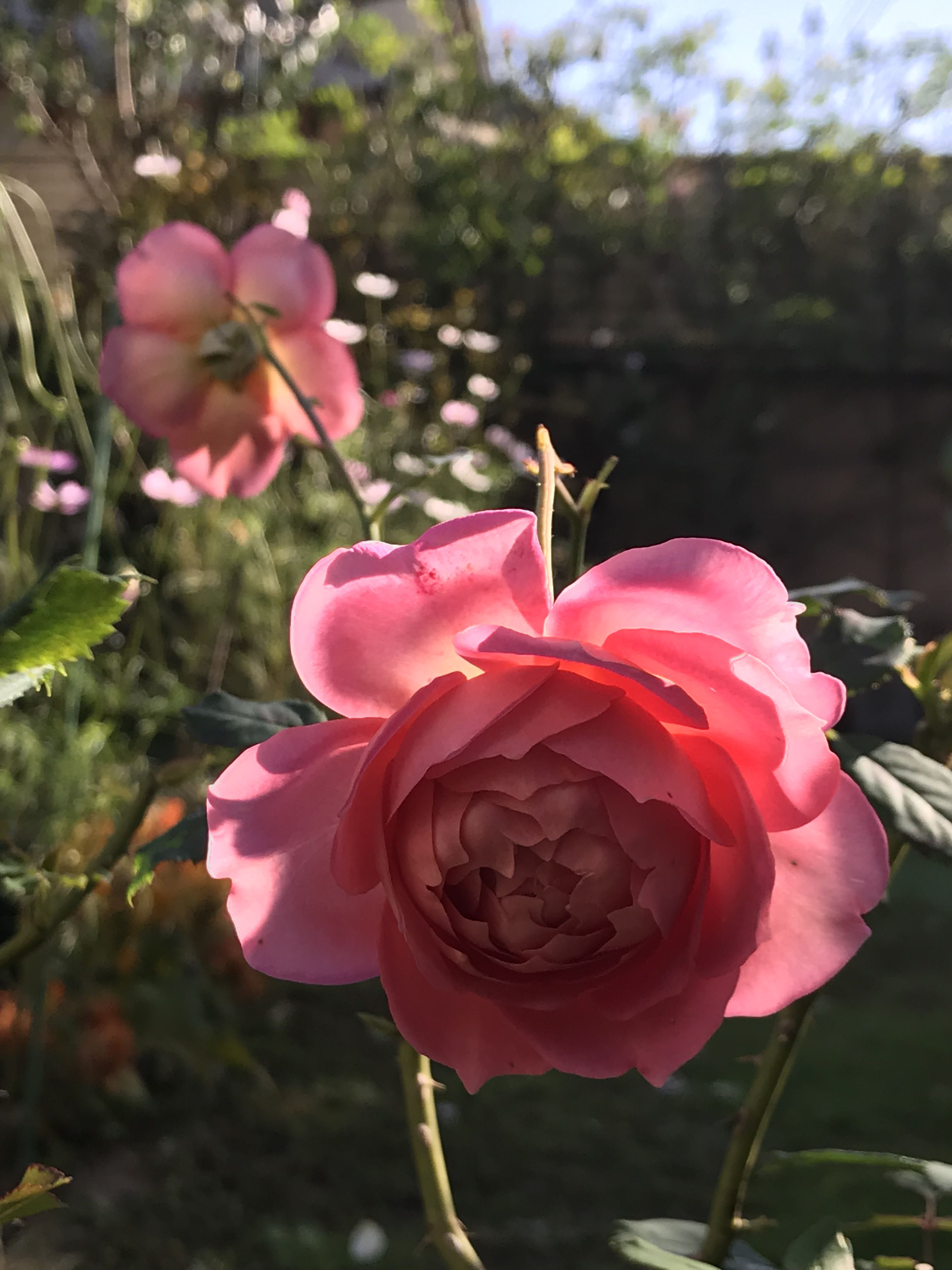 長雨に強かったローズドゥグランヴィル きよひめの気ままにロザリアン