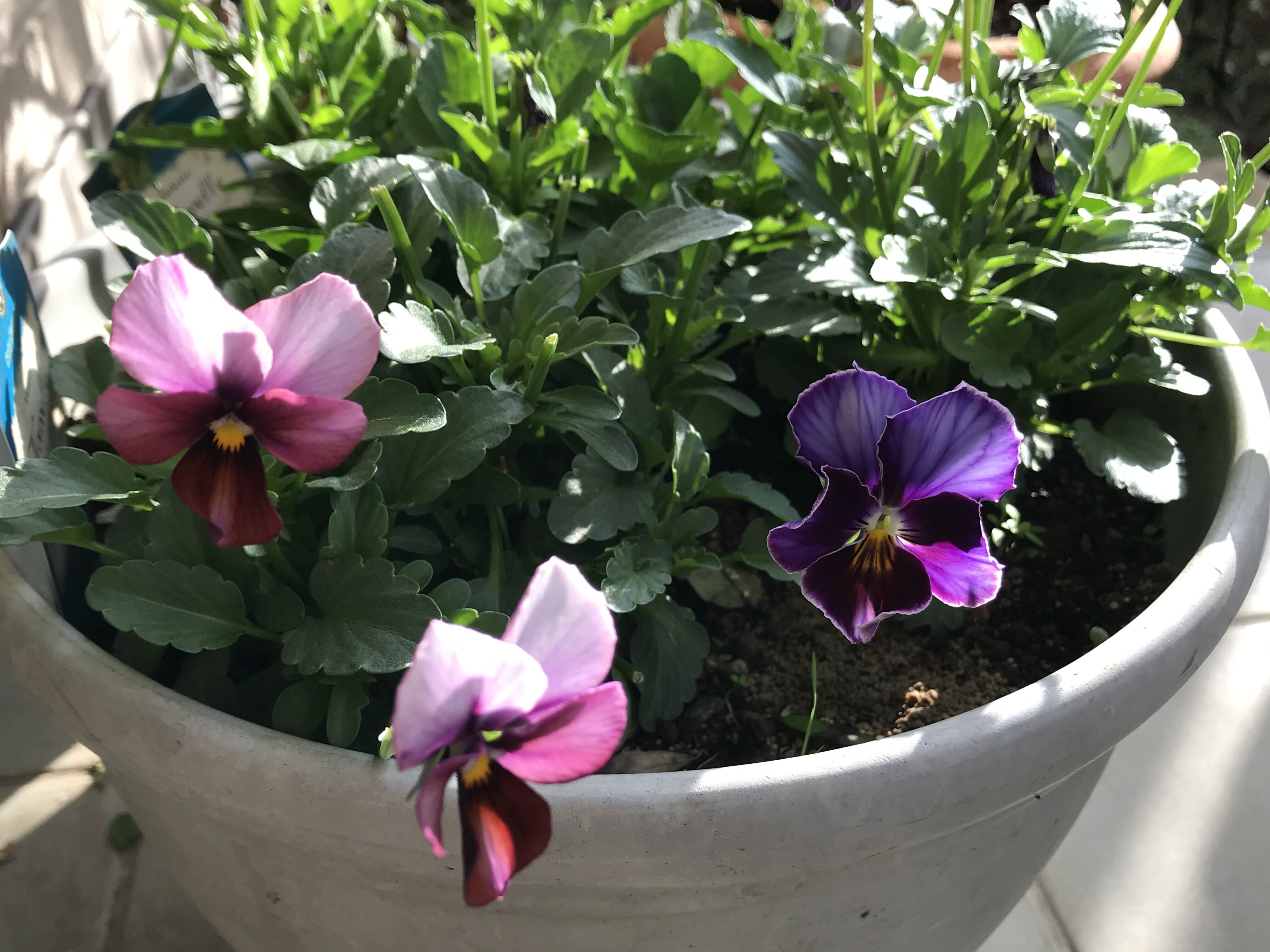 Newビオラ フレアブルー セプタードアイル アンブリッジローズ きよひめの気ままにロザリアン