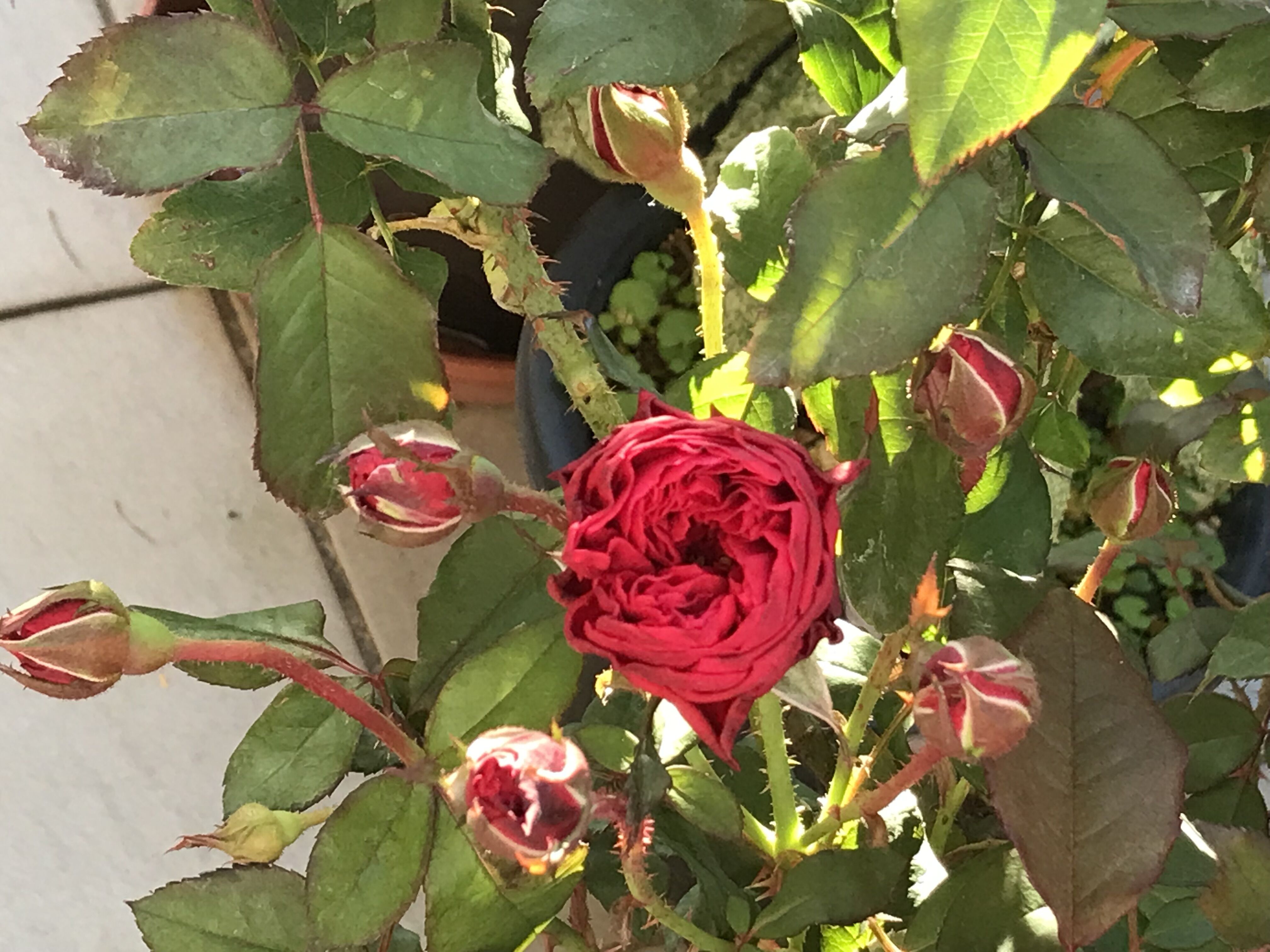 やってきたマイローズ 気になるバラ きよひめの気ままにロザリアン