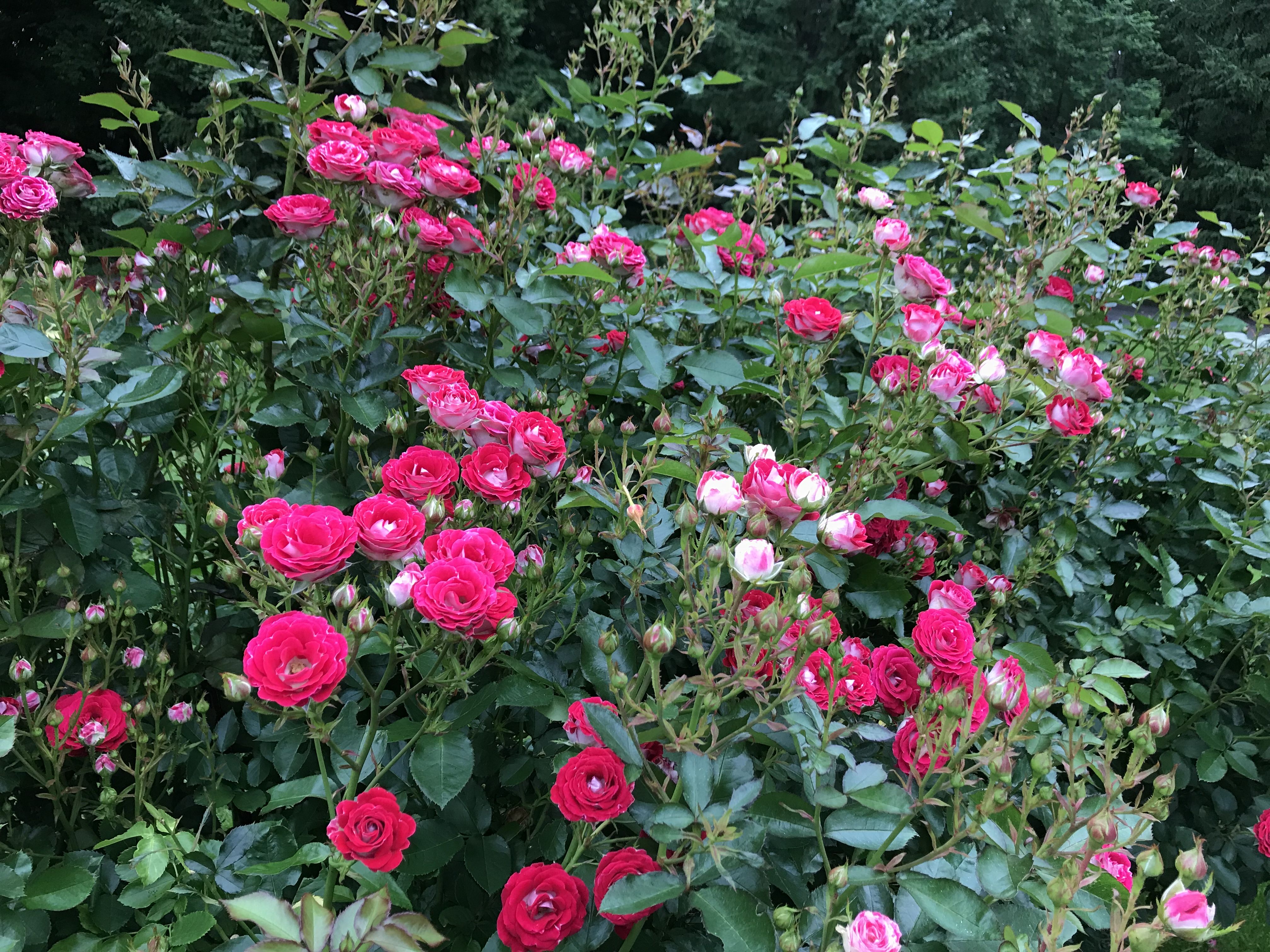 風のガーデン その バラの庭へ きよひめの気ままにロザリアン