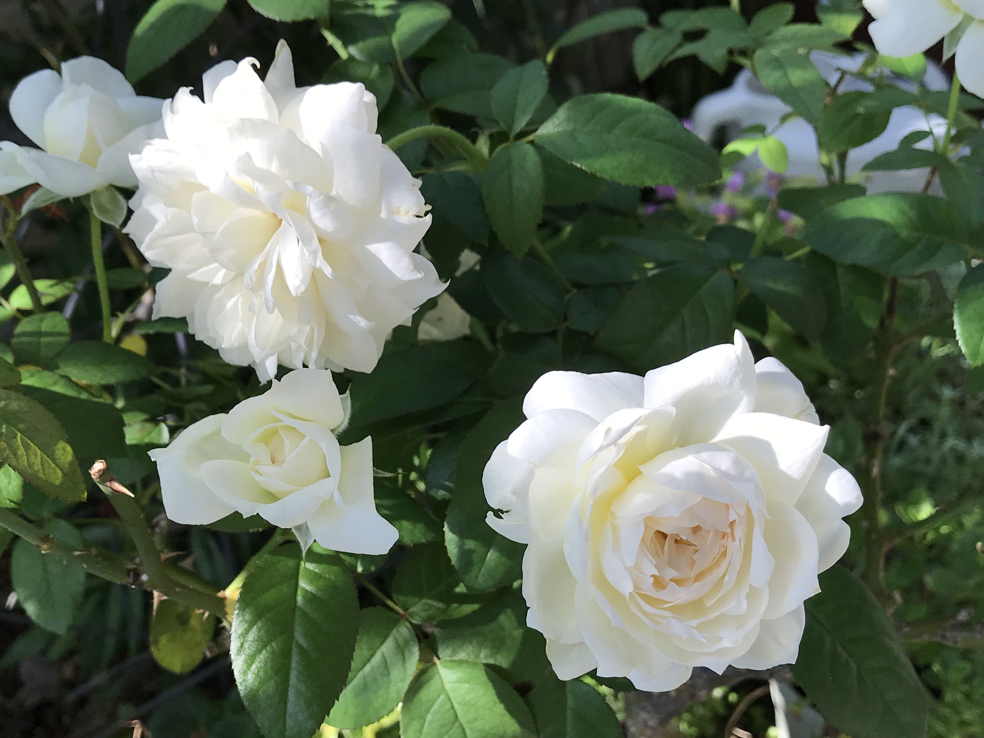 ９月のボレロ ルブラン きよひめの気ままにロザリアン