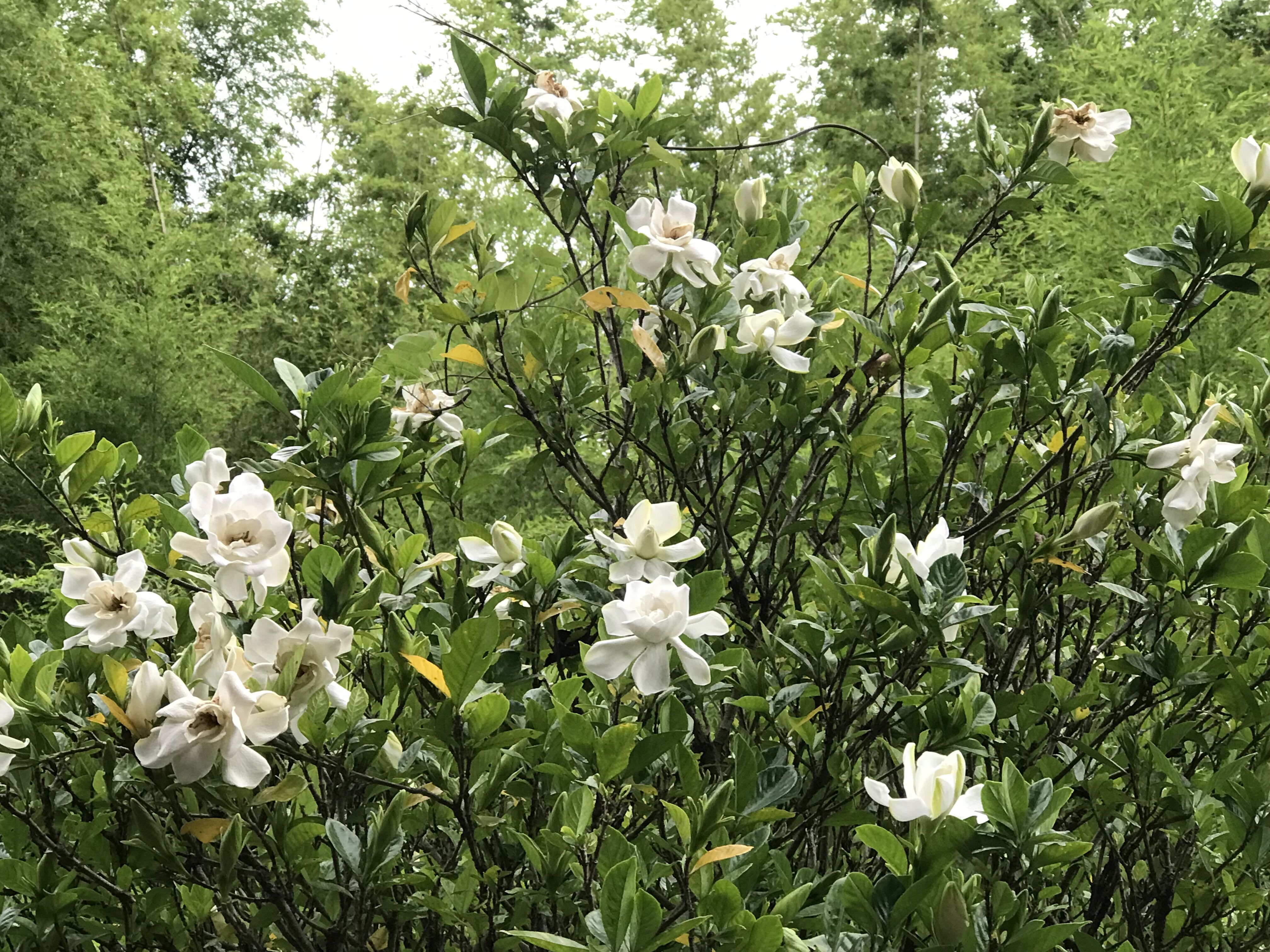 クチナシの香り 西庭 二番花咲き始めました きよひめの気ままにロザリアン クチナシの香り 西庭 二番花咲き始めました きよひめの気ままにロザリアン