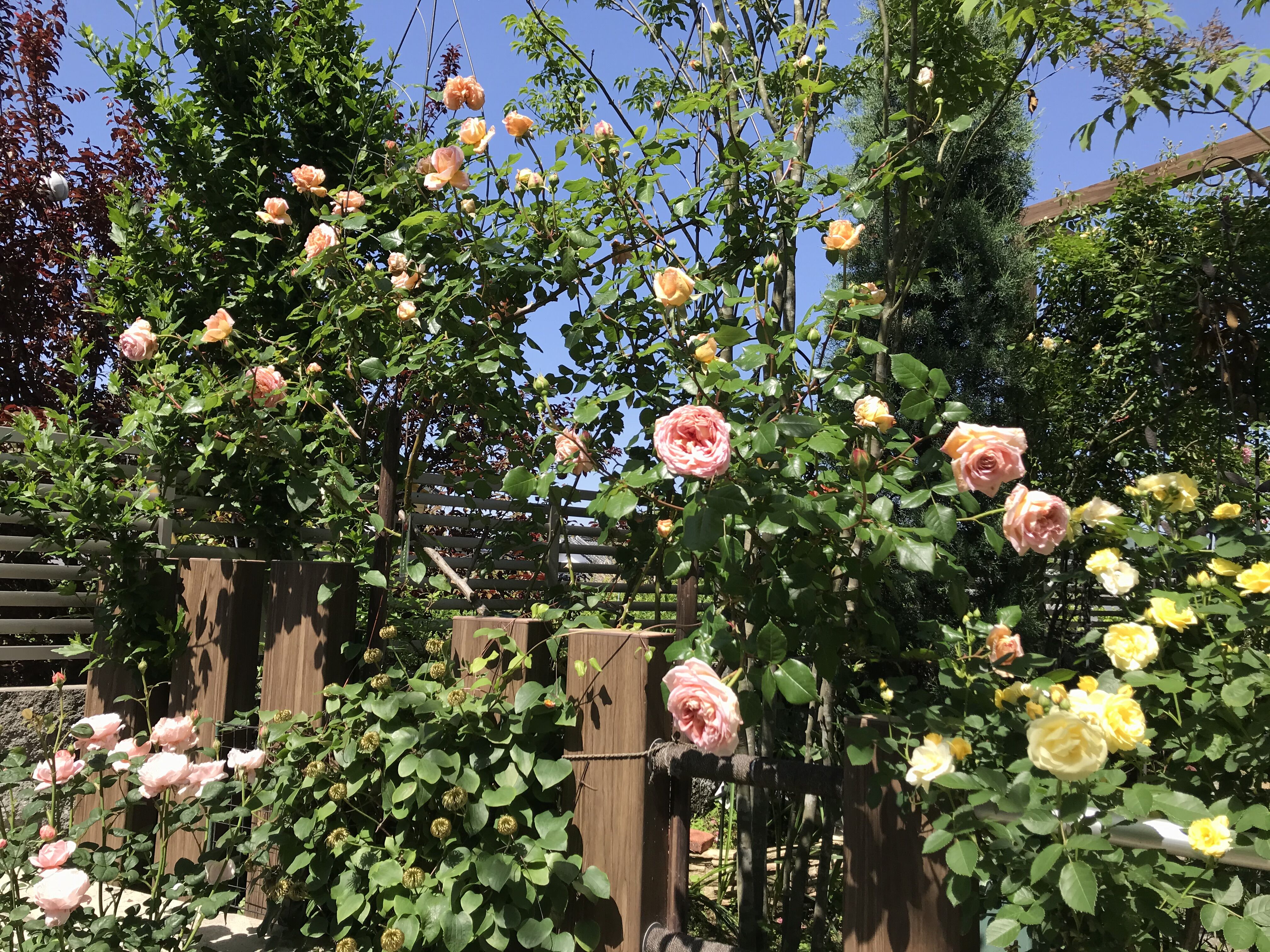 西庭花盛りに Part I きよひめの気ままにロザリアン