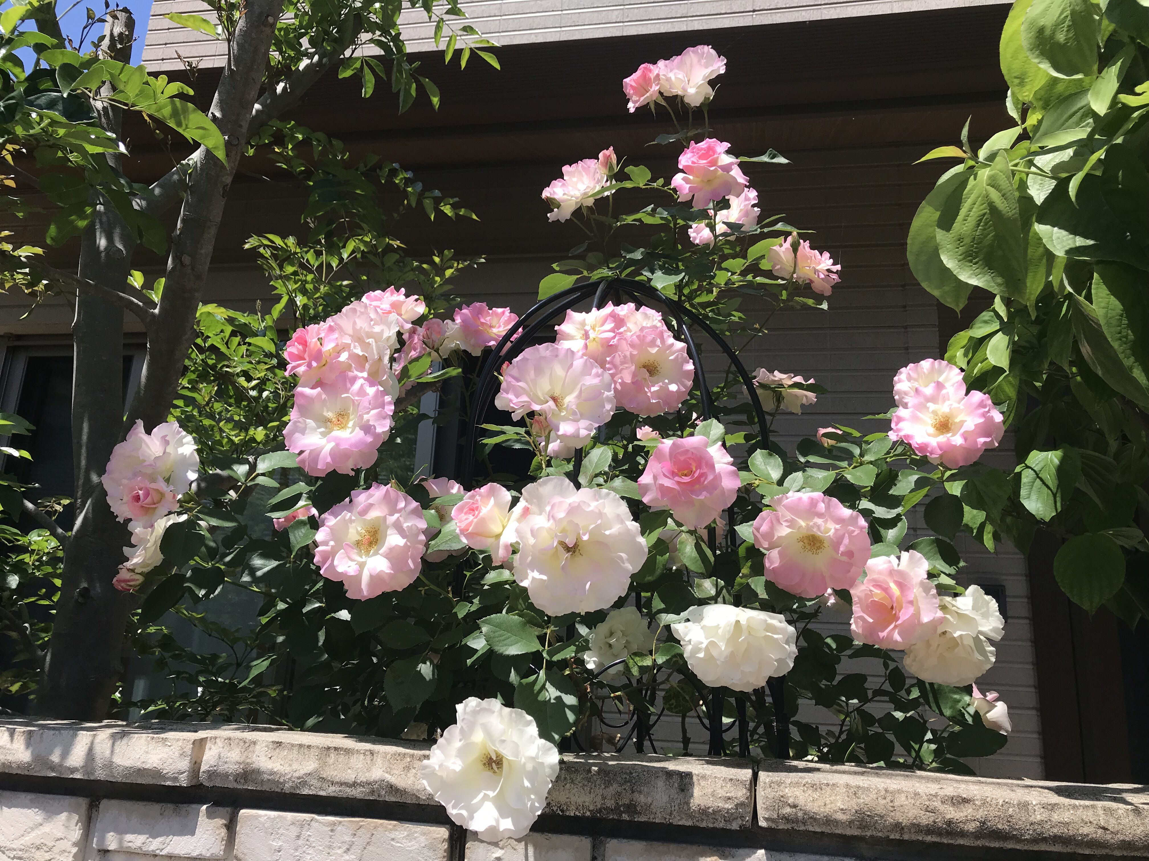 玄関南側つるバラ達 レイニーブルー グラハムトーマス 新雪 ロココ カジノ サハラ98 きよひめの気ままにロザリアン