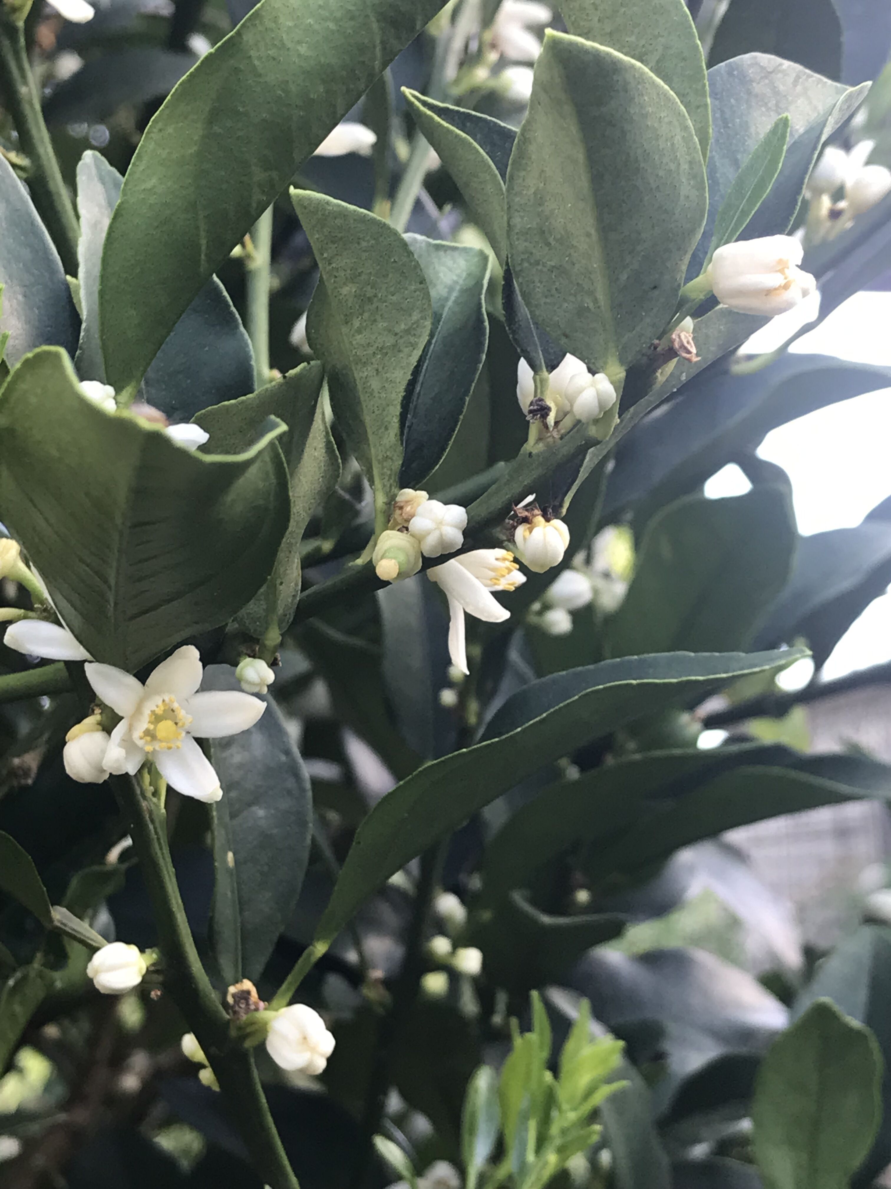 香るルブラン キンカンの花 アスター蕾ふくらむ きよひめの気ままにロザリアン