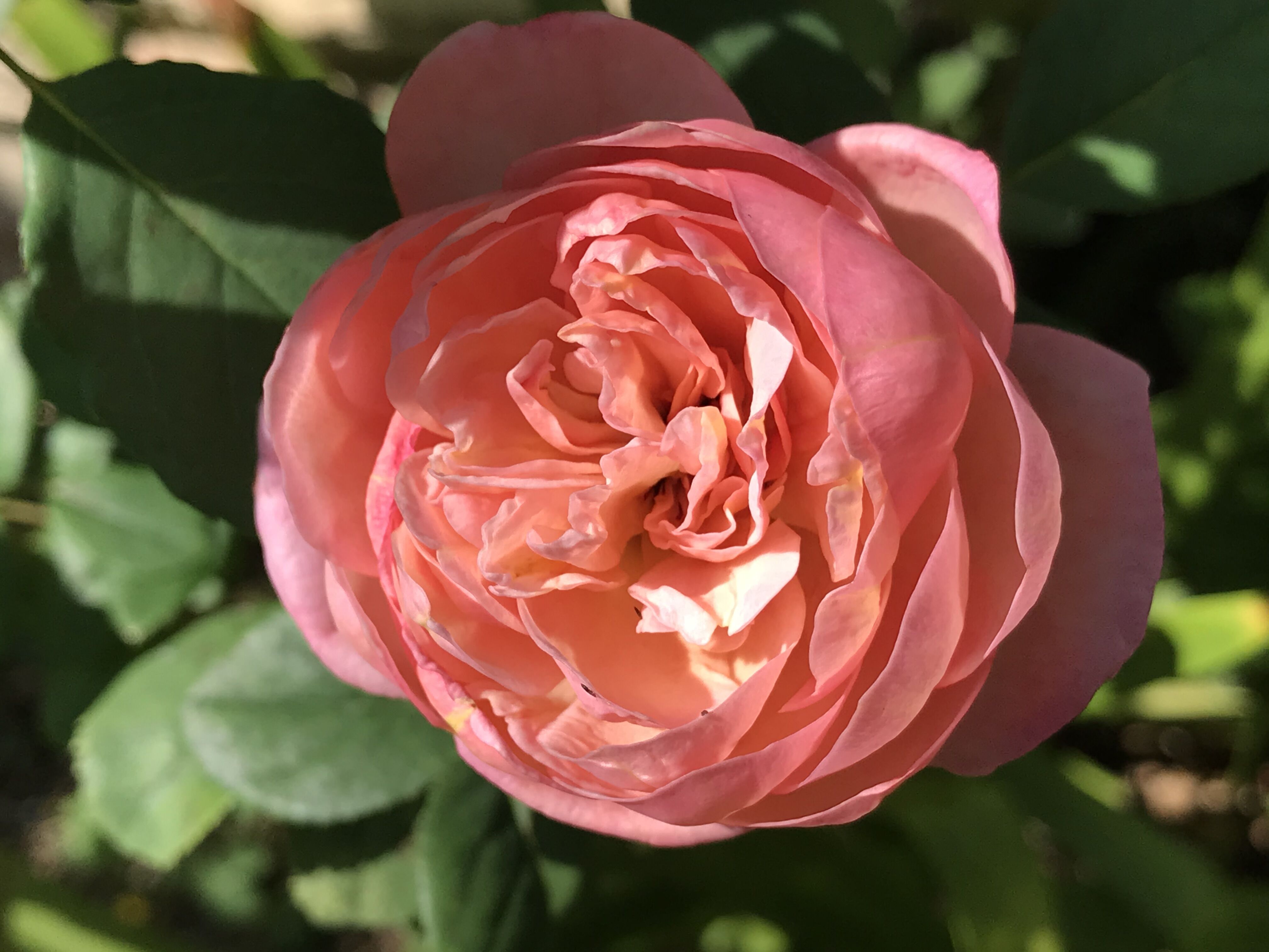 西庭ボスコベル モーティマーサックラー ブリリアントピンクアイスバーグ きよひめの気ままにロザリアン