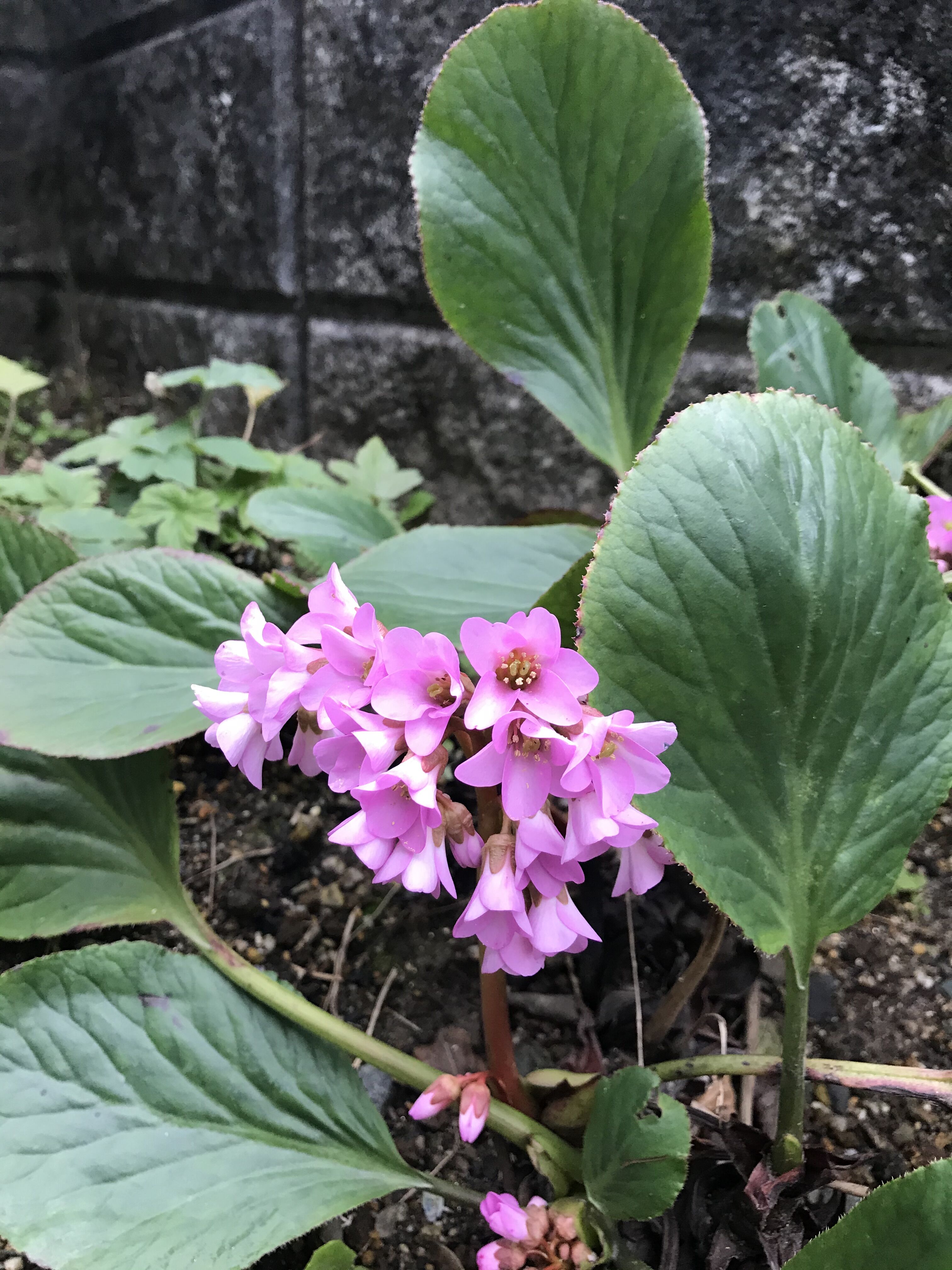 早春を告げるヒマラヤユキノシタ コーネリア きよひめの気ままにロザリアン
