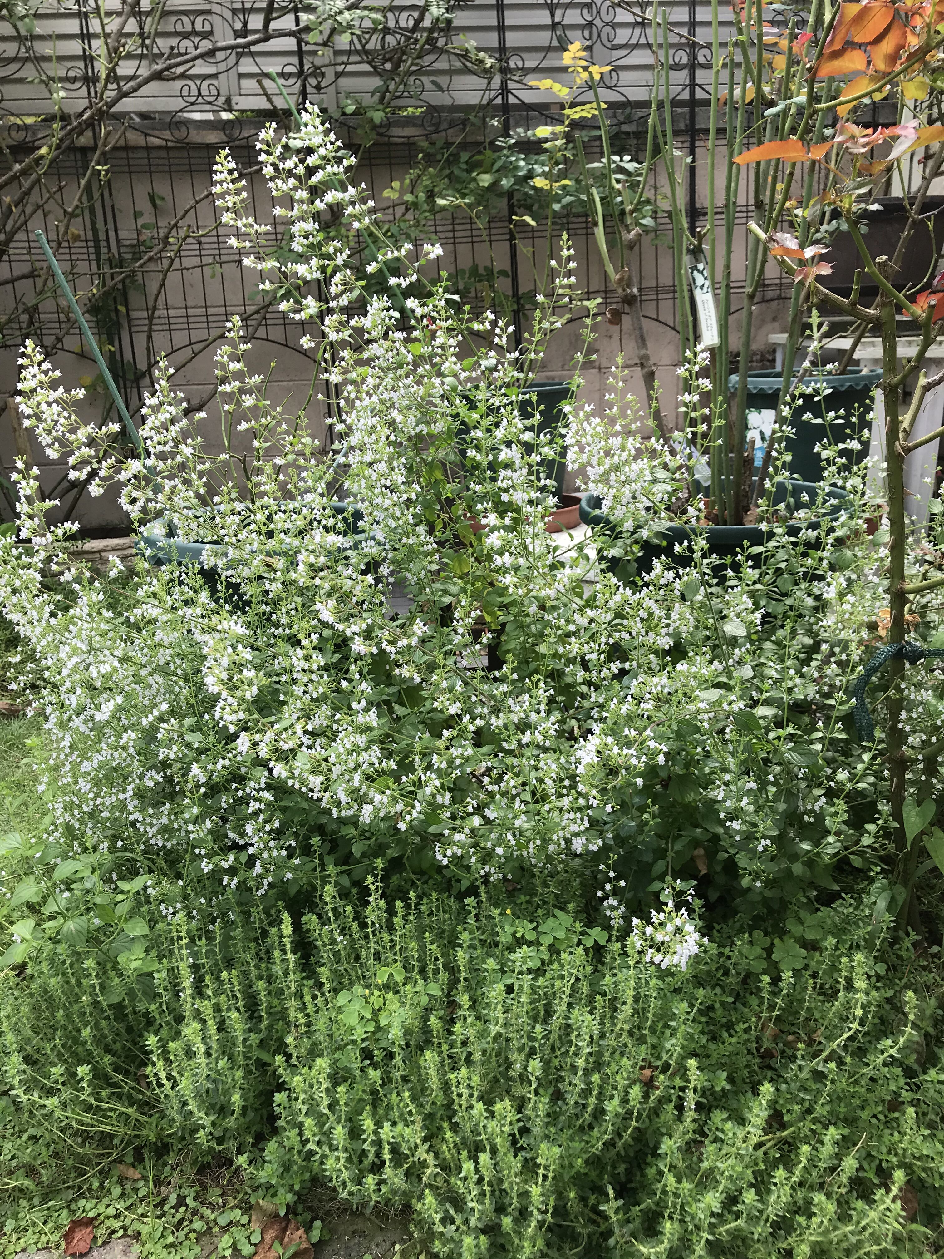 我が家の雑草対策 カラミンサ タイム他 きよひめの気ままにロザリアン