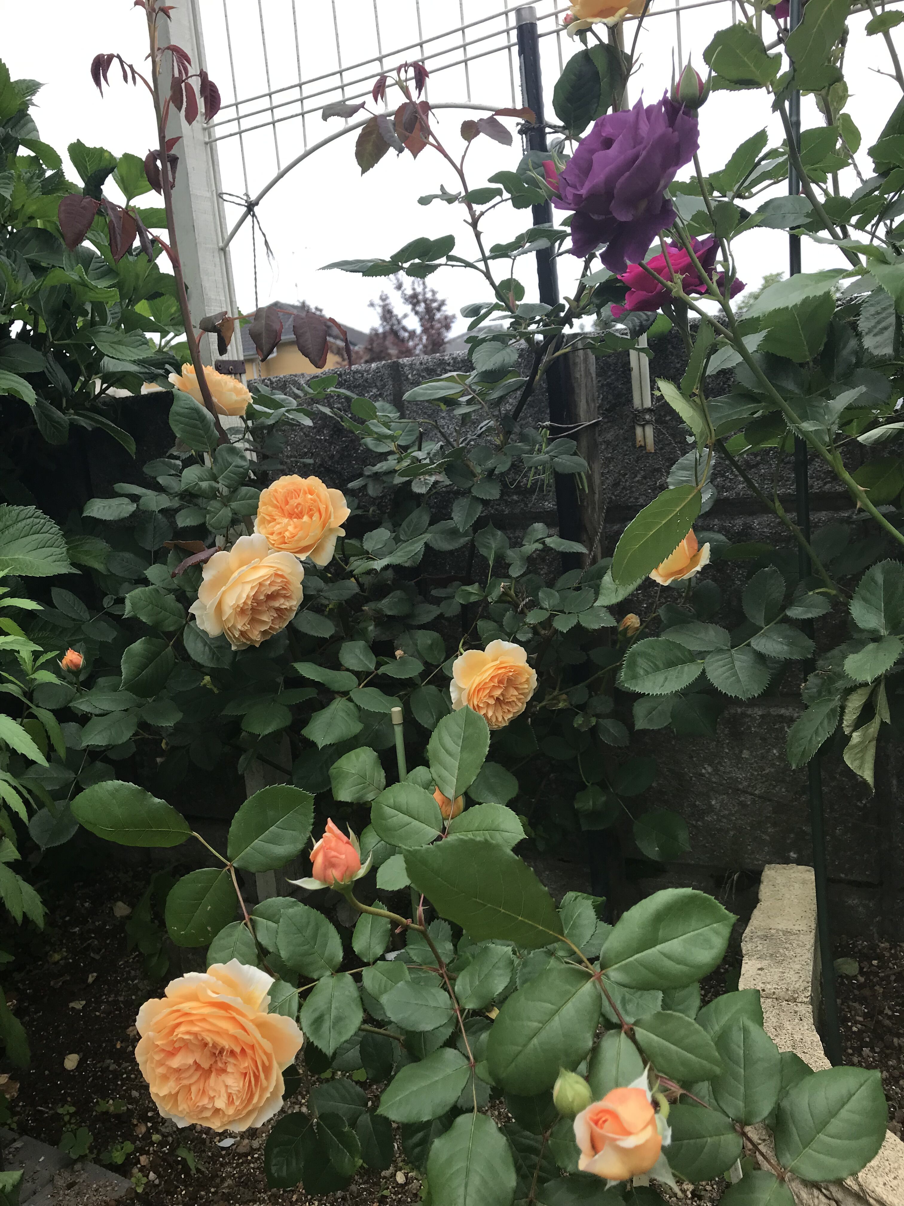東庭フレグランスペルシカ初開花 きよひめの気ままにロザリアン 東庭フレグランスペルシカ初開花 きよひめの気ままにロザリアン