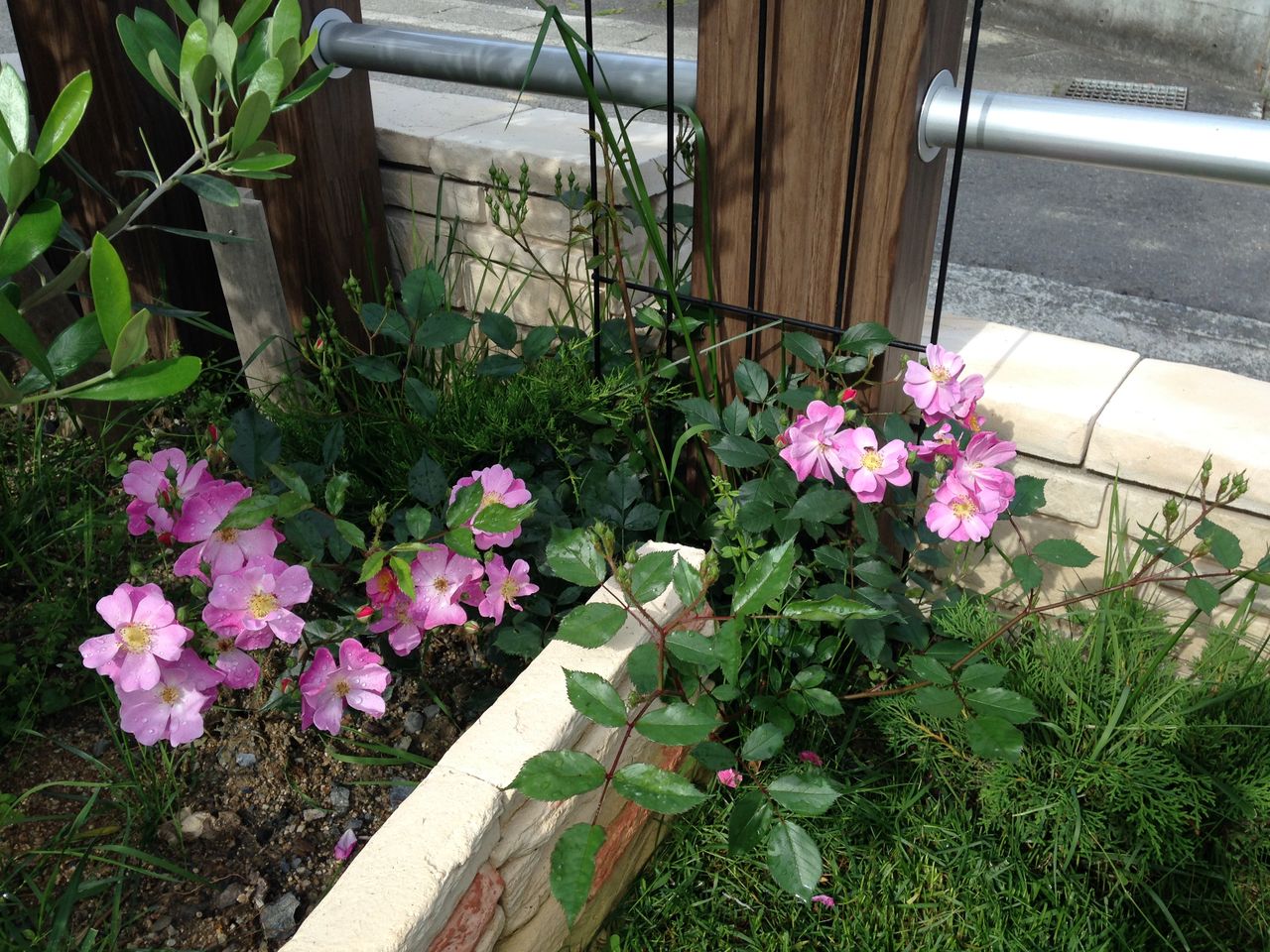 アンジェラとラベンダードリーム きよひめの気ままにロザリアン