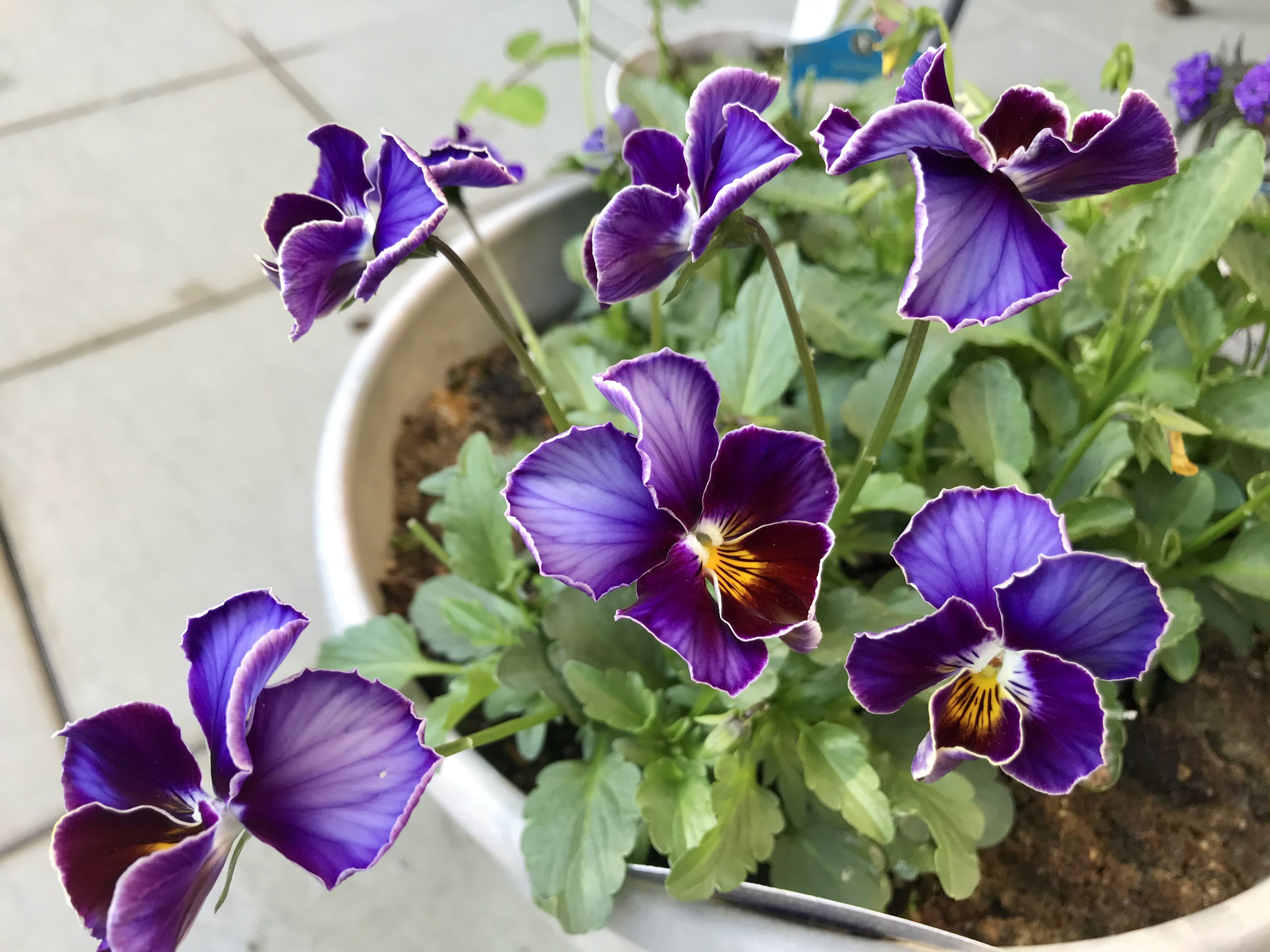 Newビオラ フレアブルー セプタードアイル アンブリッジローズ きよひめの気ままにロザリアン