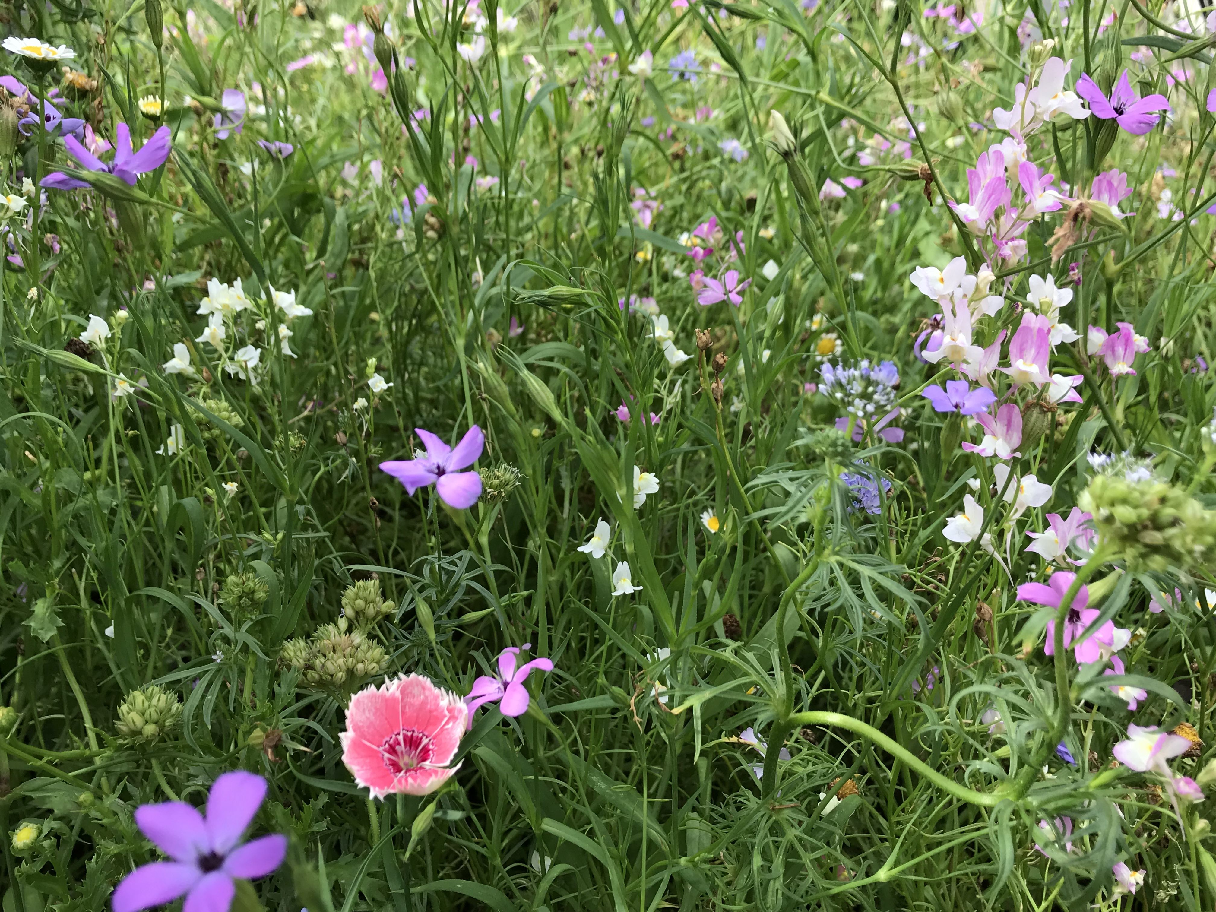 こんなの初めて ワイルドフラワー ニューイマジン きよひめの気ままにロザリアン