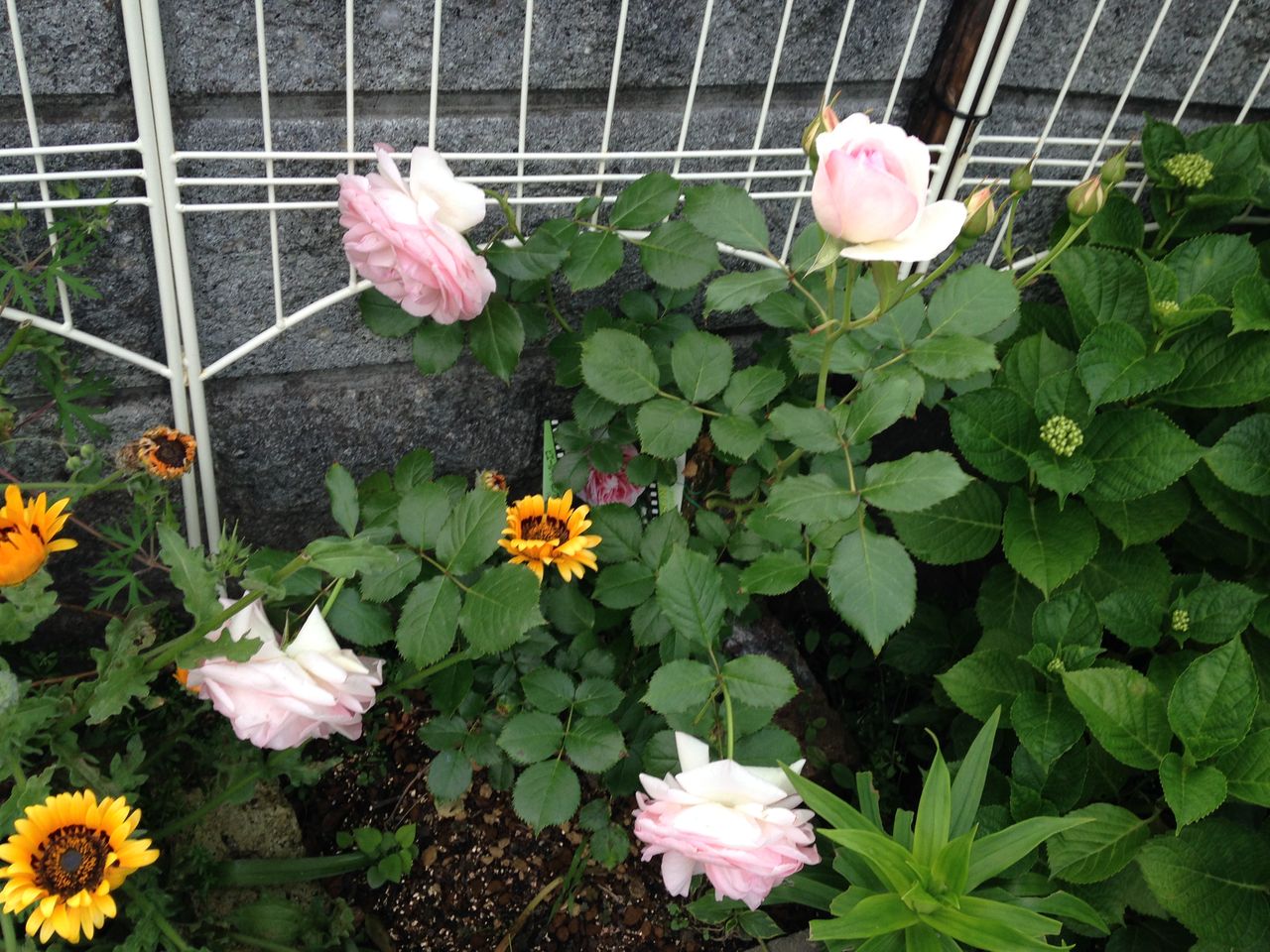我が家のバラ便り Part きよひめの気ままにロザリアン