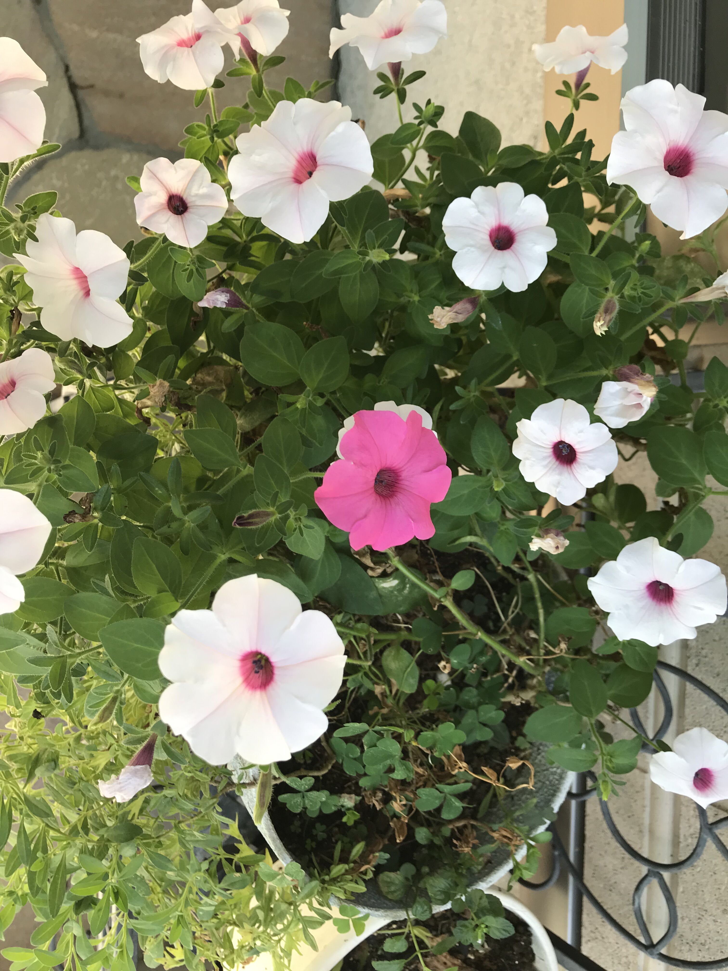 ペチュニアの変化を愉しむ きよひめの気ままにロザリアン