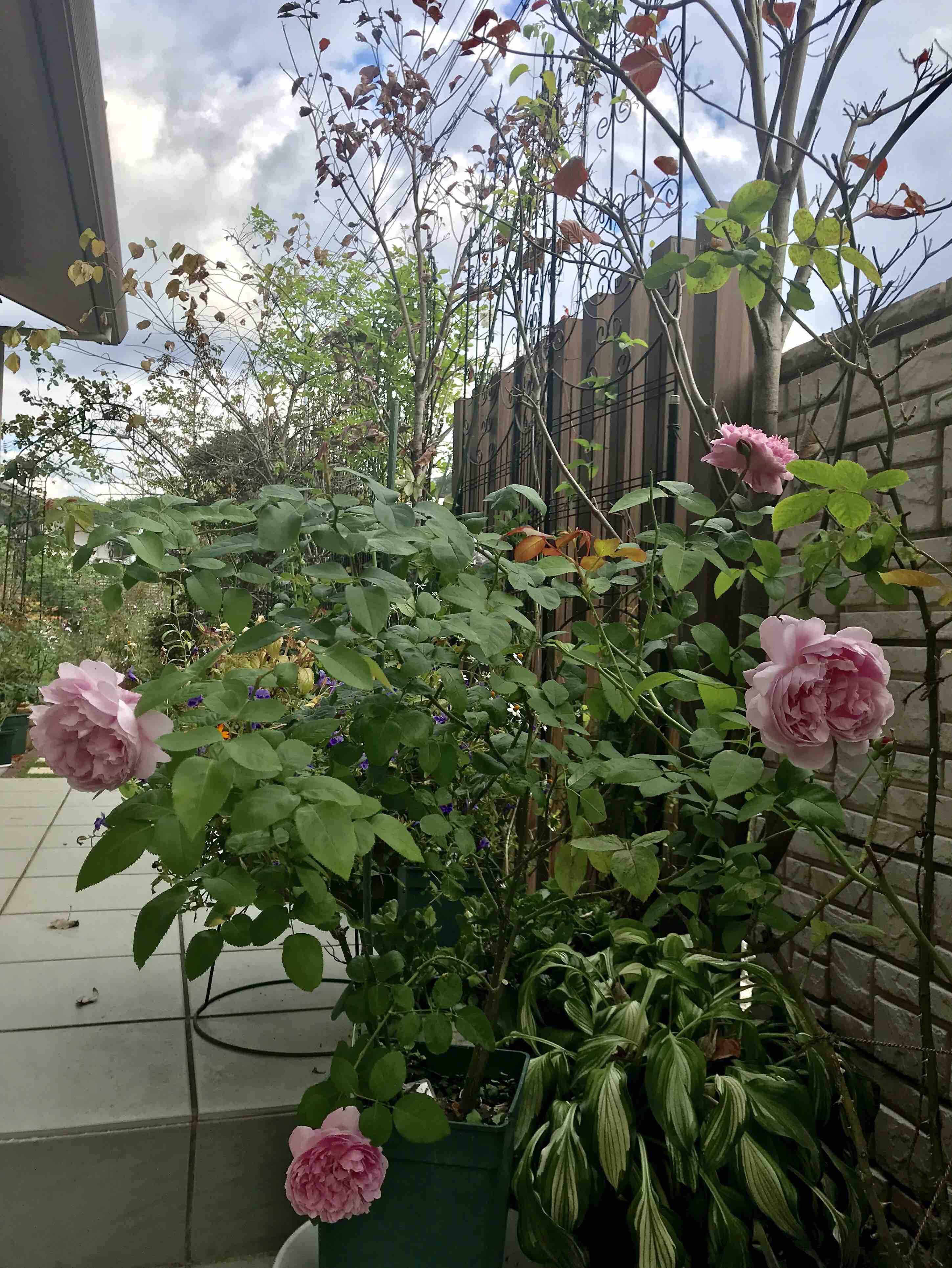 玄関前のメアリーローズ きよひめの気ままにロザリアン