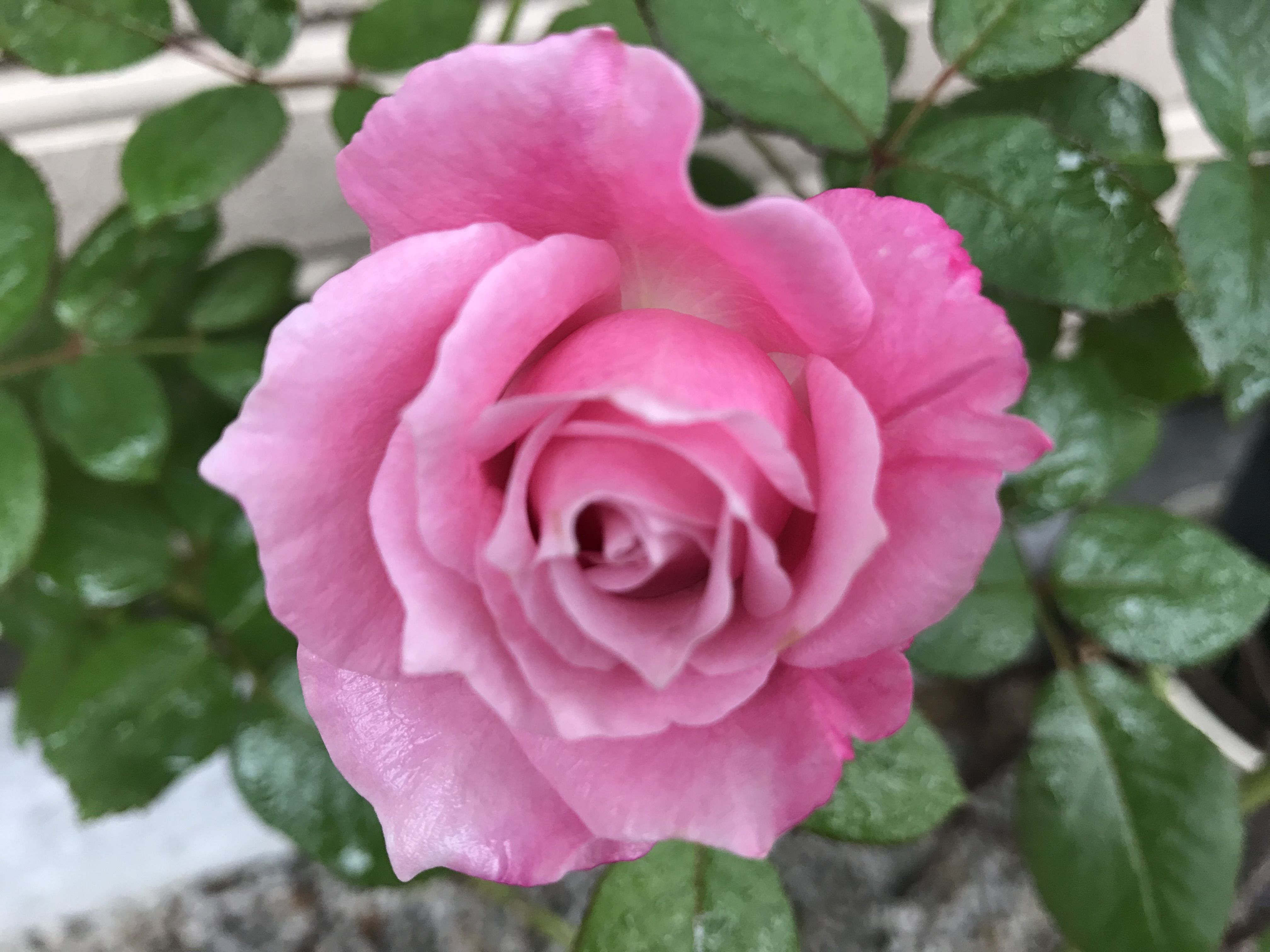 香りのバラ サイレントラブ ゲーテローズ アンナプルナ きよひめの気ままにロザリアン