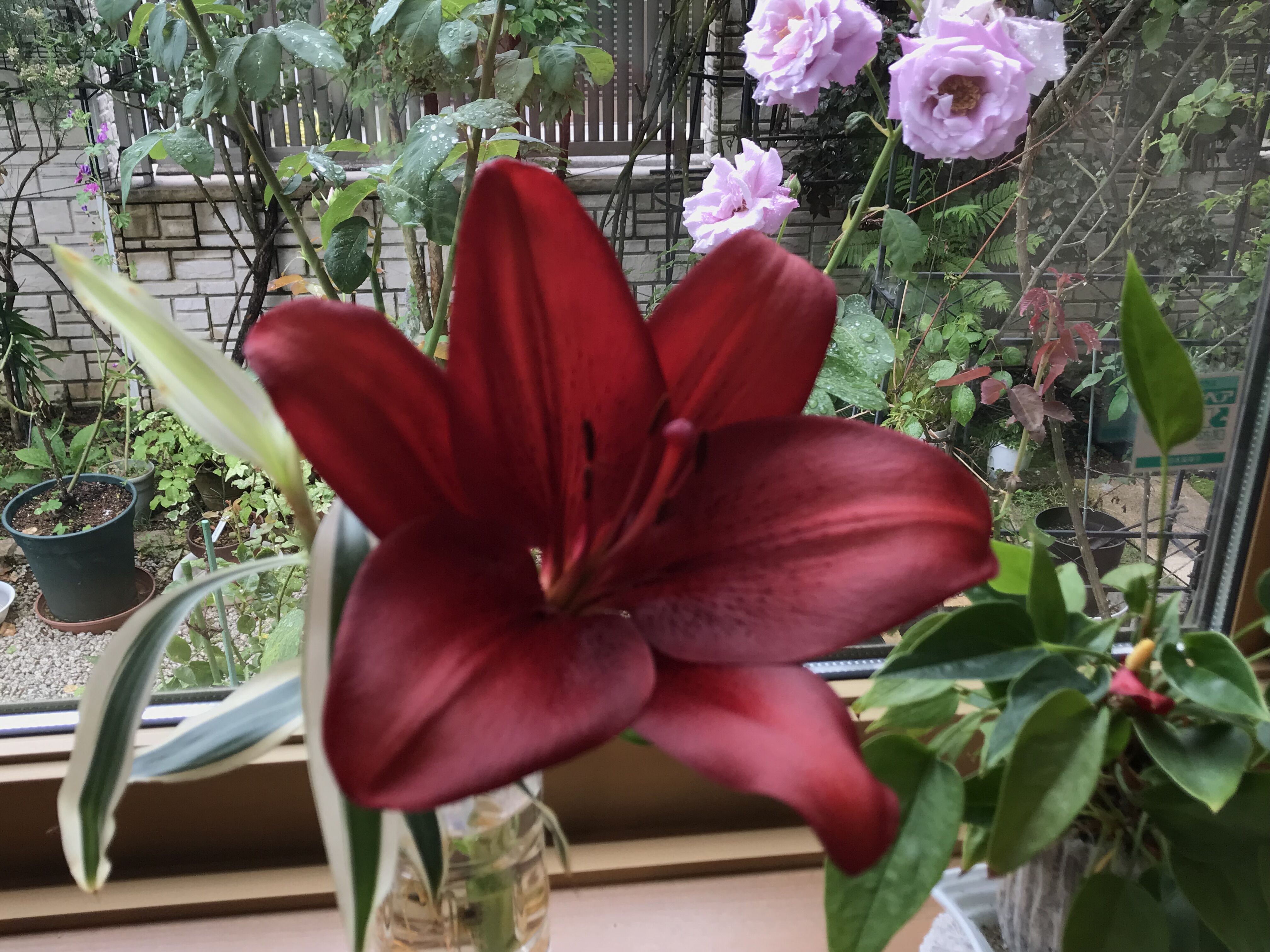 ブラックリリー スモモの季節 きよひめの気ままにロザリアン