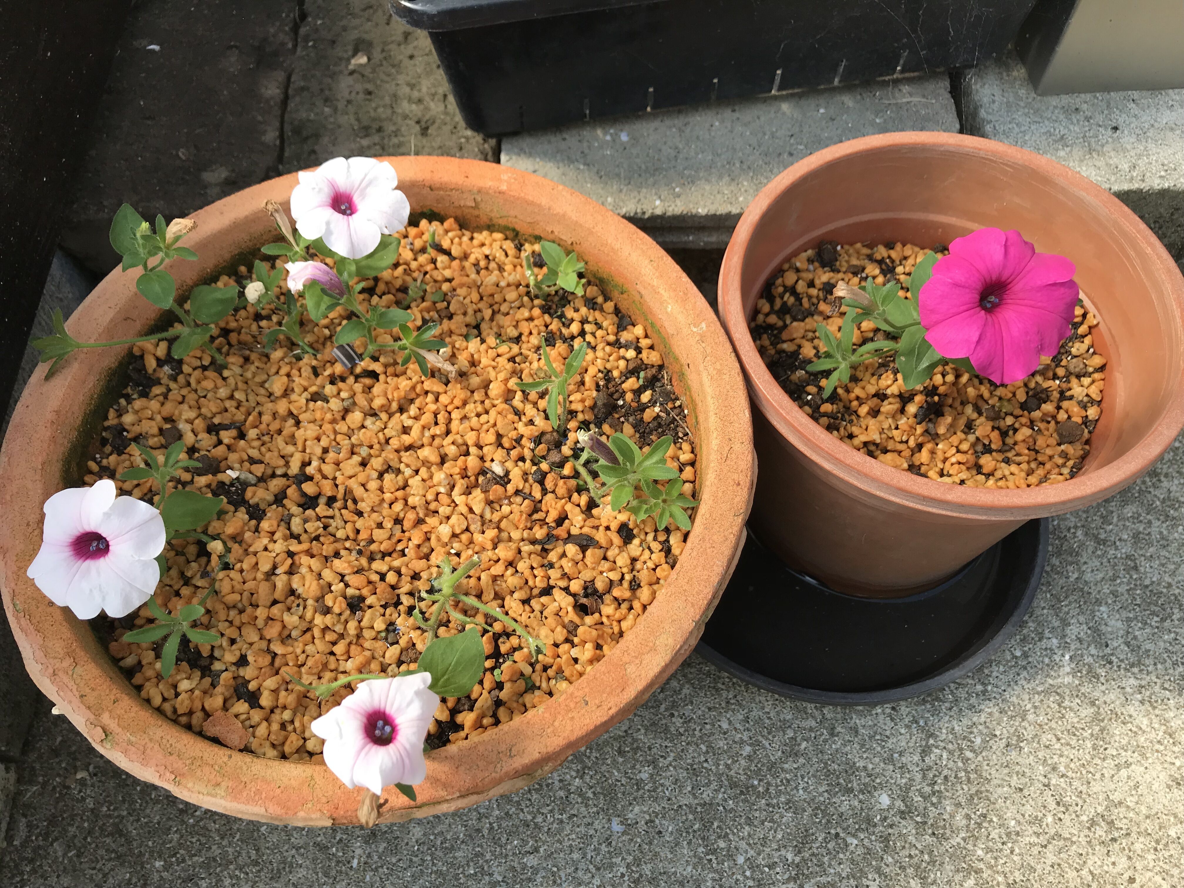 ペチュニアの変化を愉しむ きよひめの気ままにロザリアン ペチュニアの変化を愉しむ きよひめの気ままにロザリアン