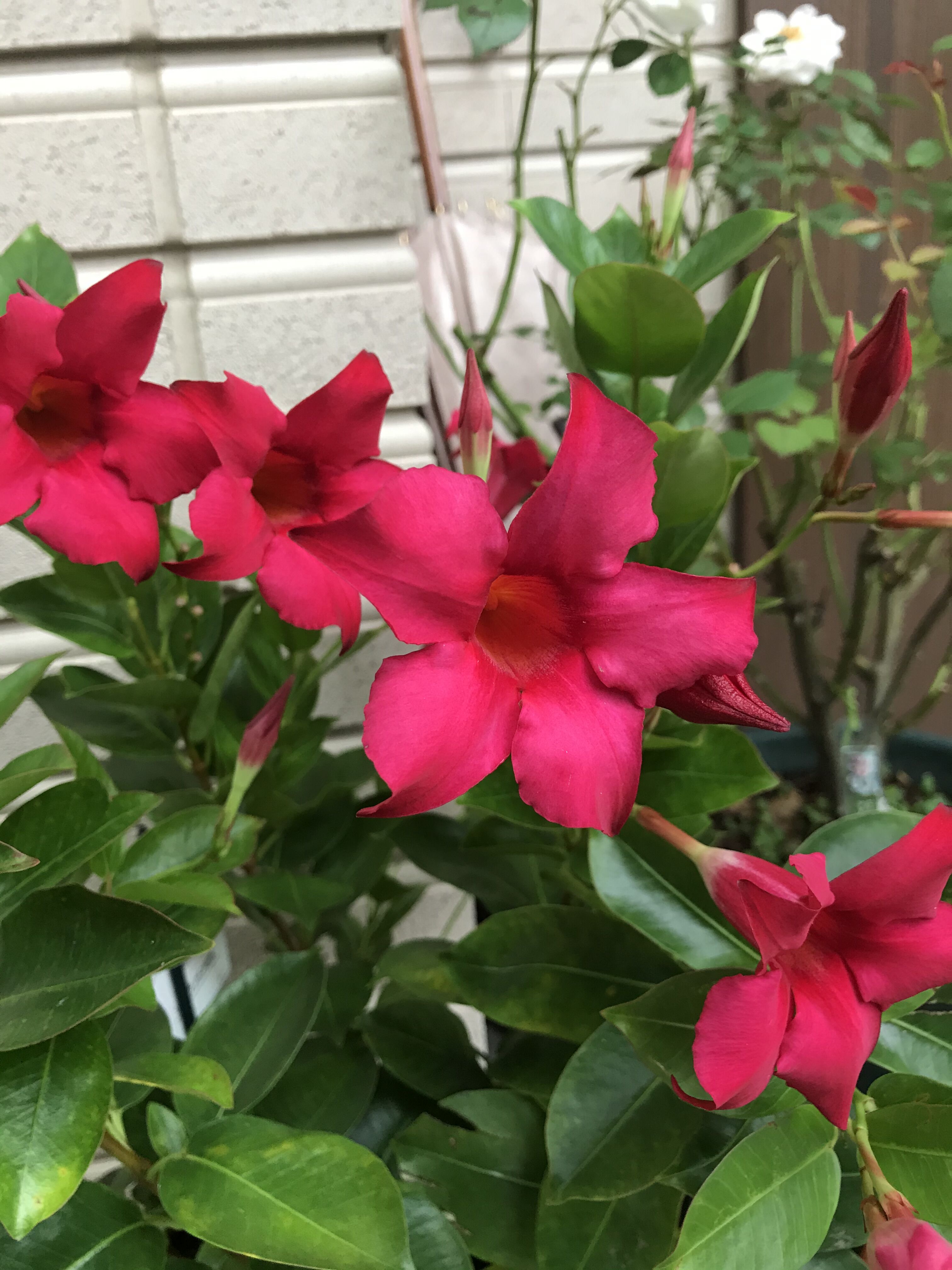 夏の美バラ ノヴァーリス グリーンアイス きよひめの気ままにロザリアン