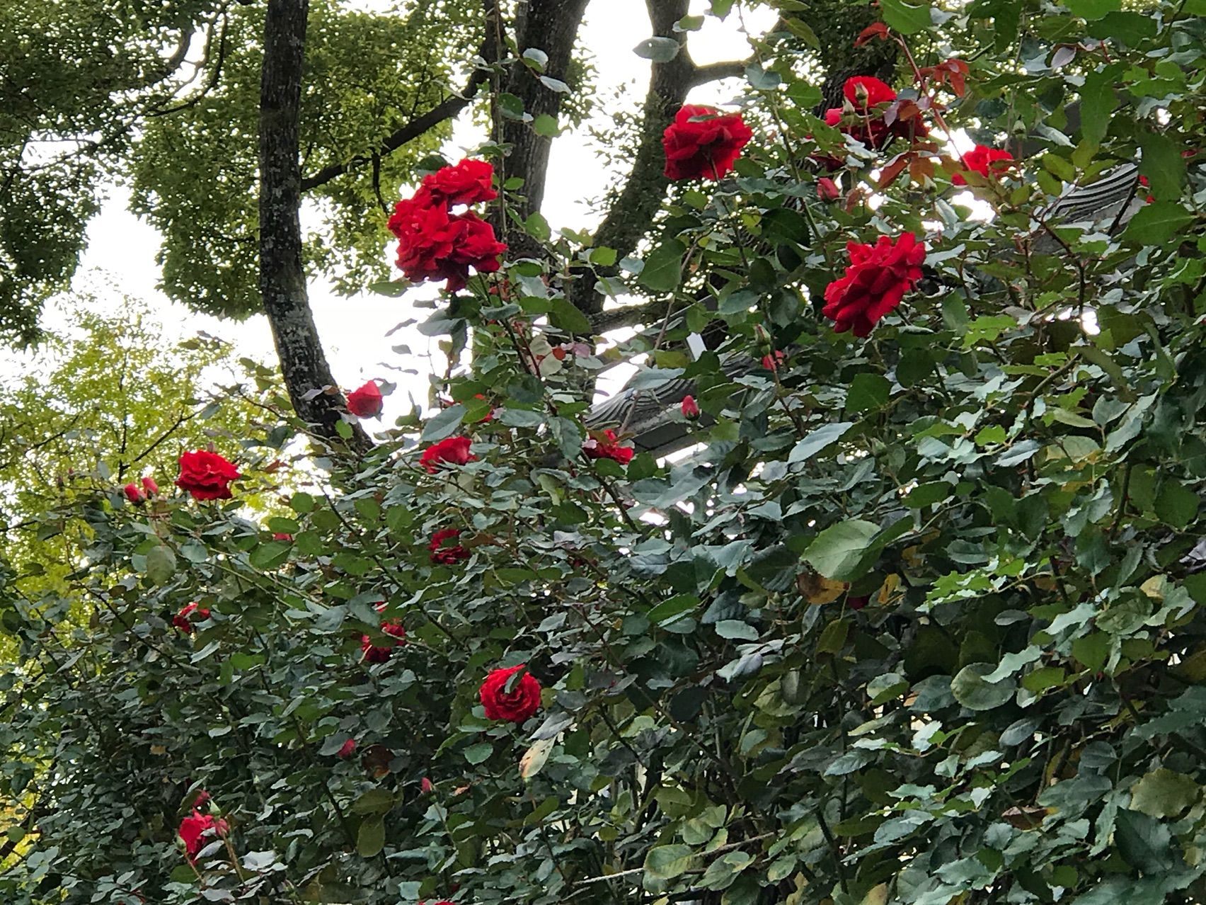 秋バラ ヒマラヤ桜 和歌山緑化センター きよひめの気ままにロザリアン 秋バラ ヒマラヤ桜 和歌山緑化センター きよひめの気ままにロザリアン