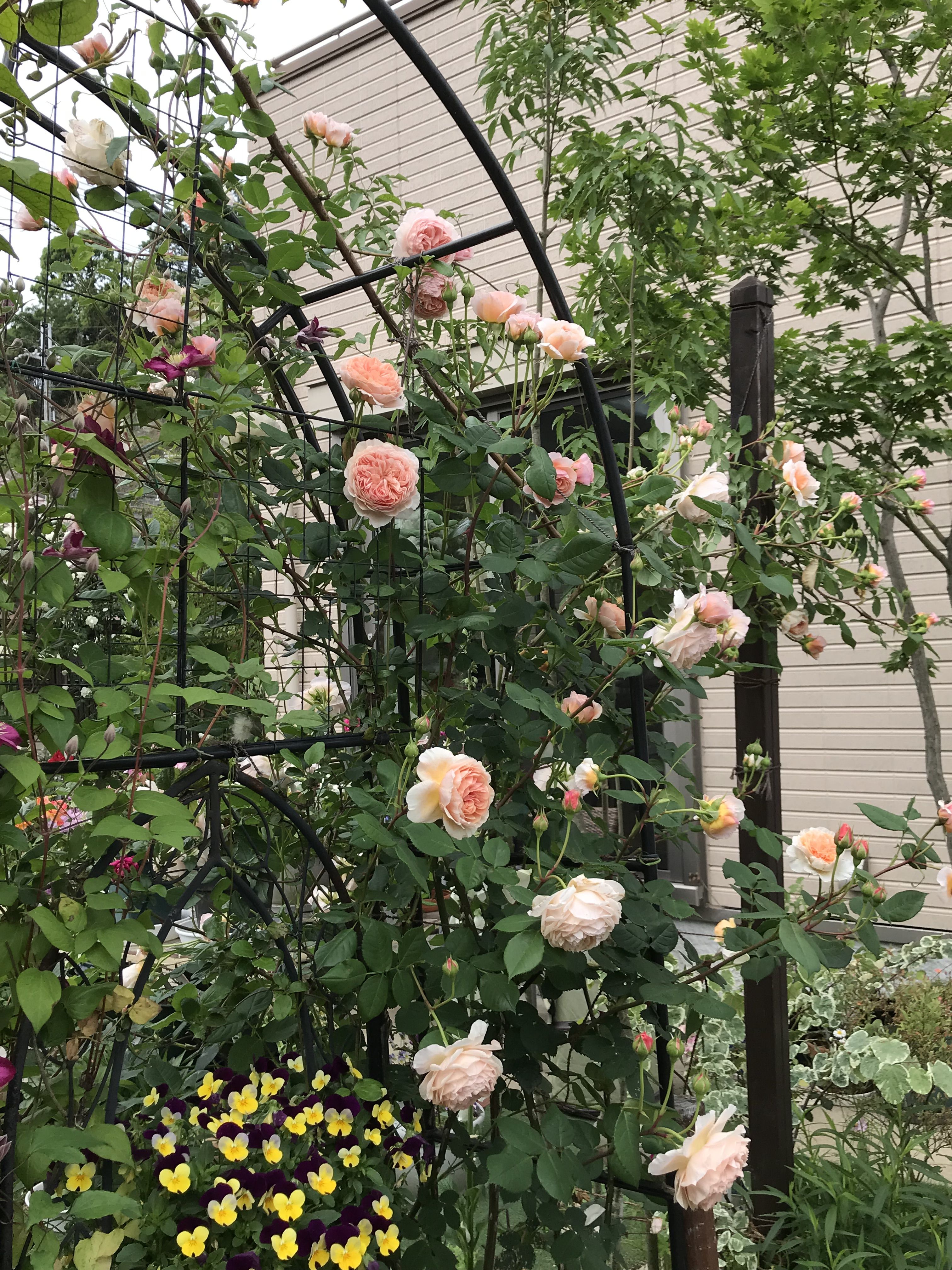 東庭ウイリアムモーリス ロイヤルサンセット ヴィルドゥリヨン きよひめの気ままにロザリアン