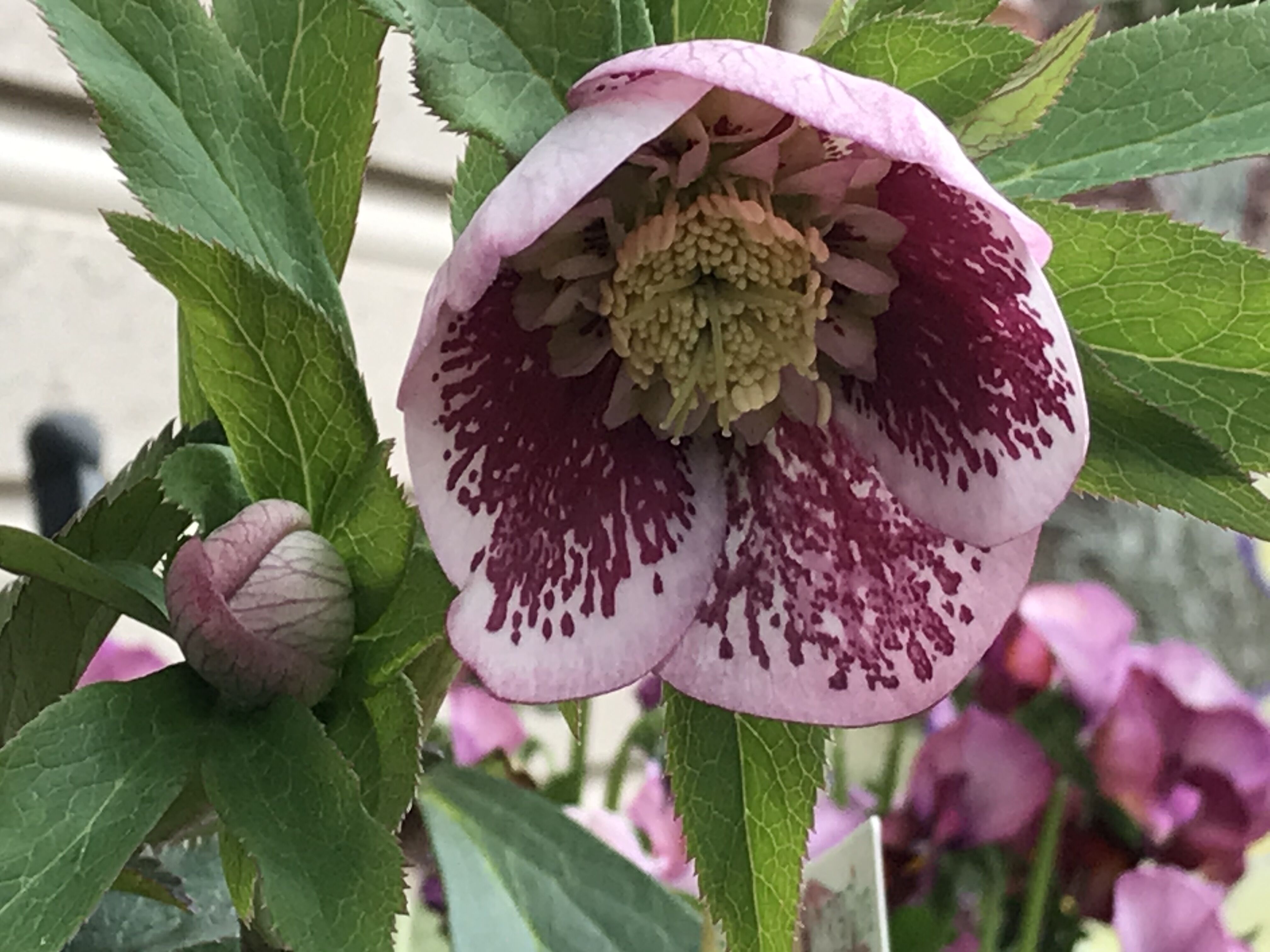 開花期待株クリスマスローズ ミヨシ クランベリーシフォン 種