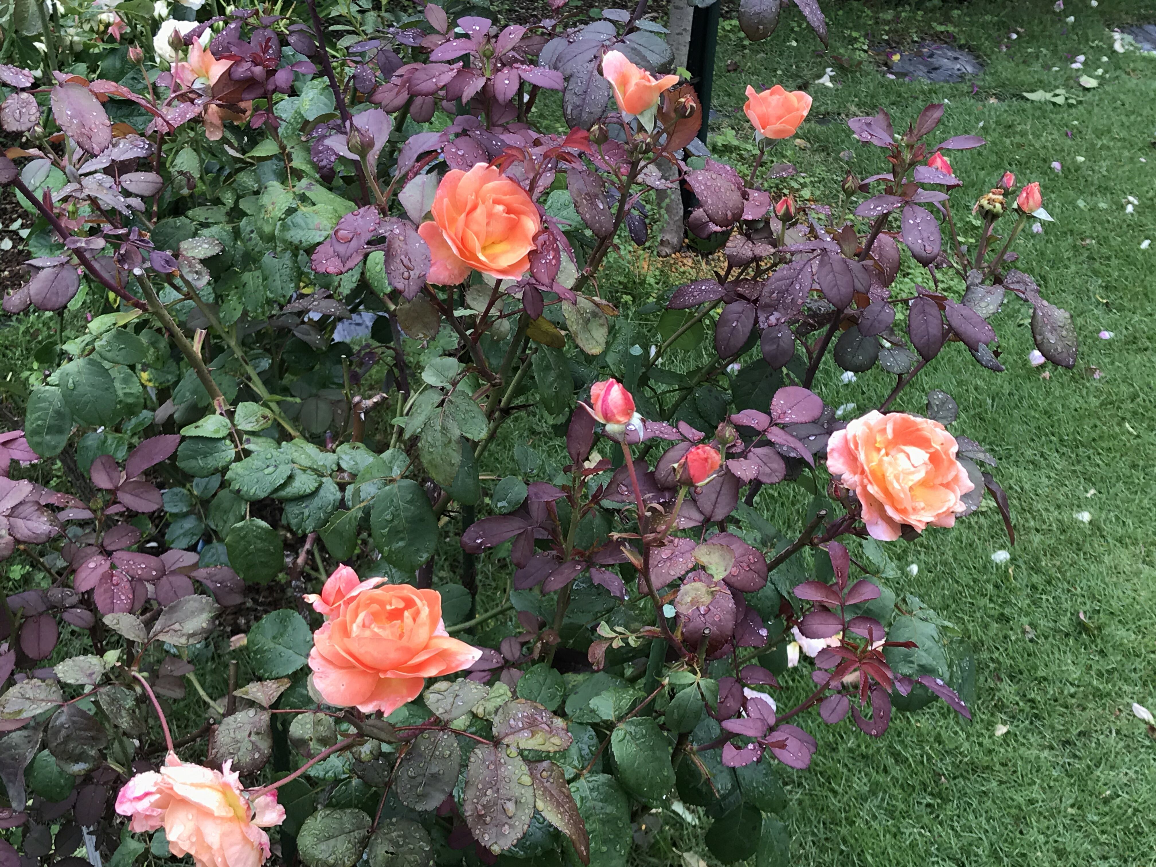 嵐の後には O レディエマハミルトン他 きよひめの気ままにロザリアン