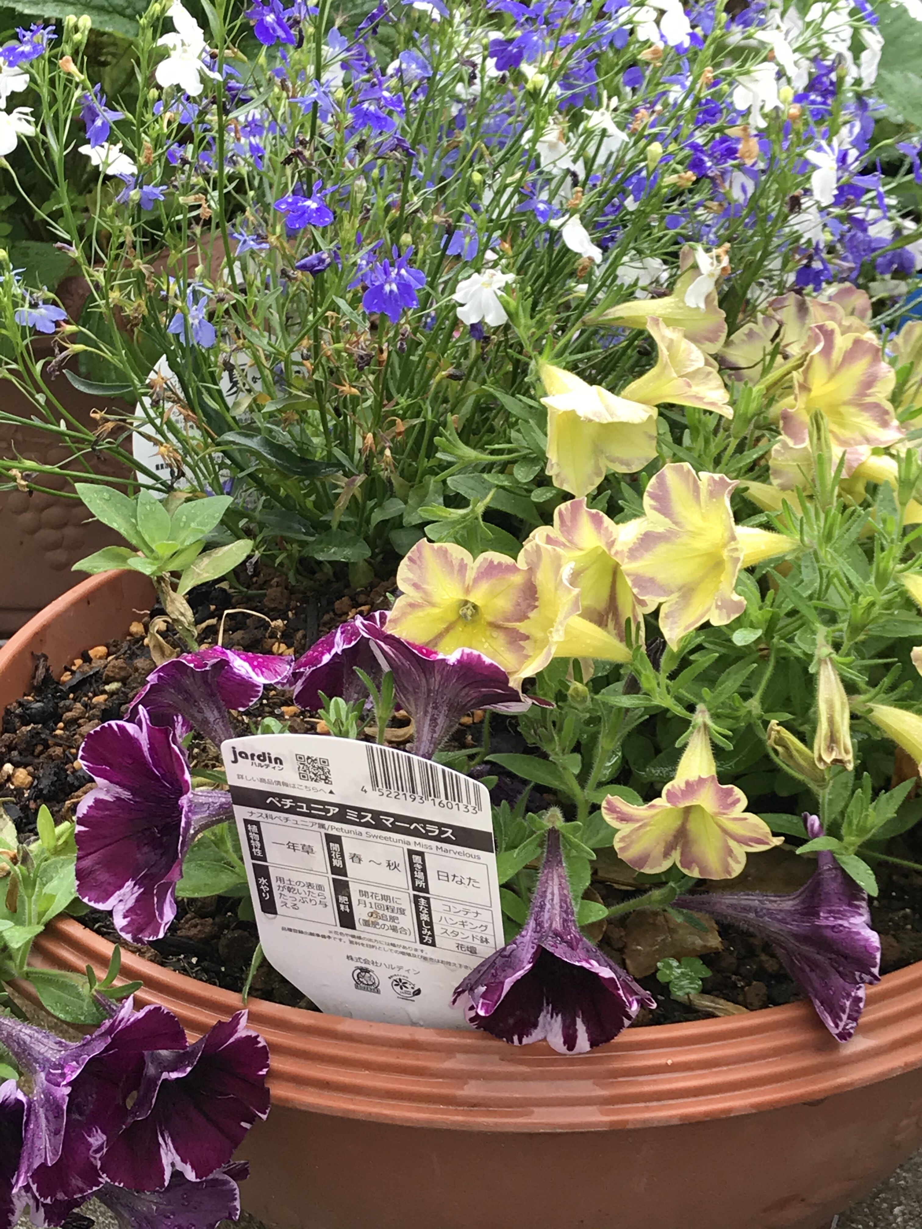 夏の寄せ植えペチュニア他 きよひめの気ままにロザリアン 夏の寄せ植えペチュニア他 きよひめの気ままにロザリアン