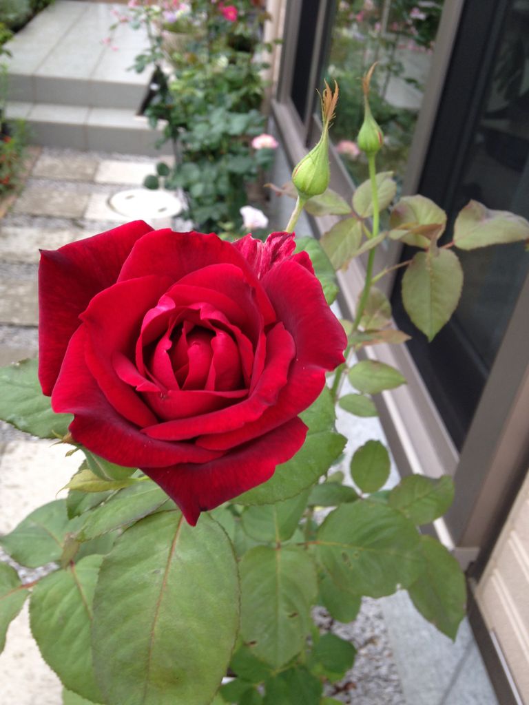 香りのバラ エル きよひめの気ままにロザリアン