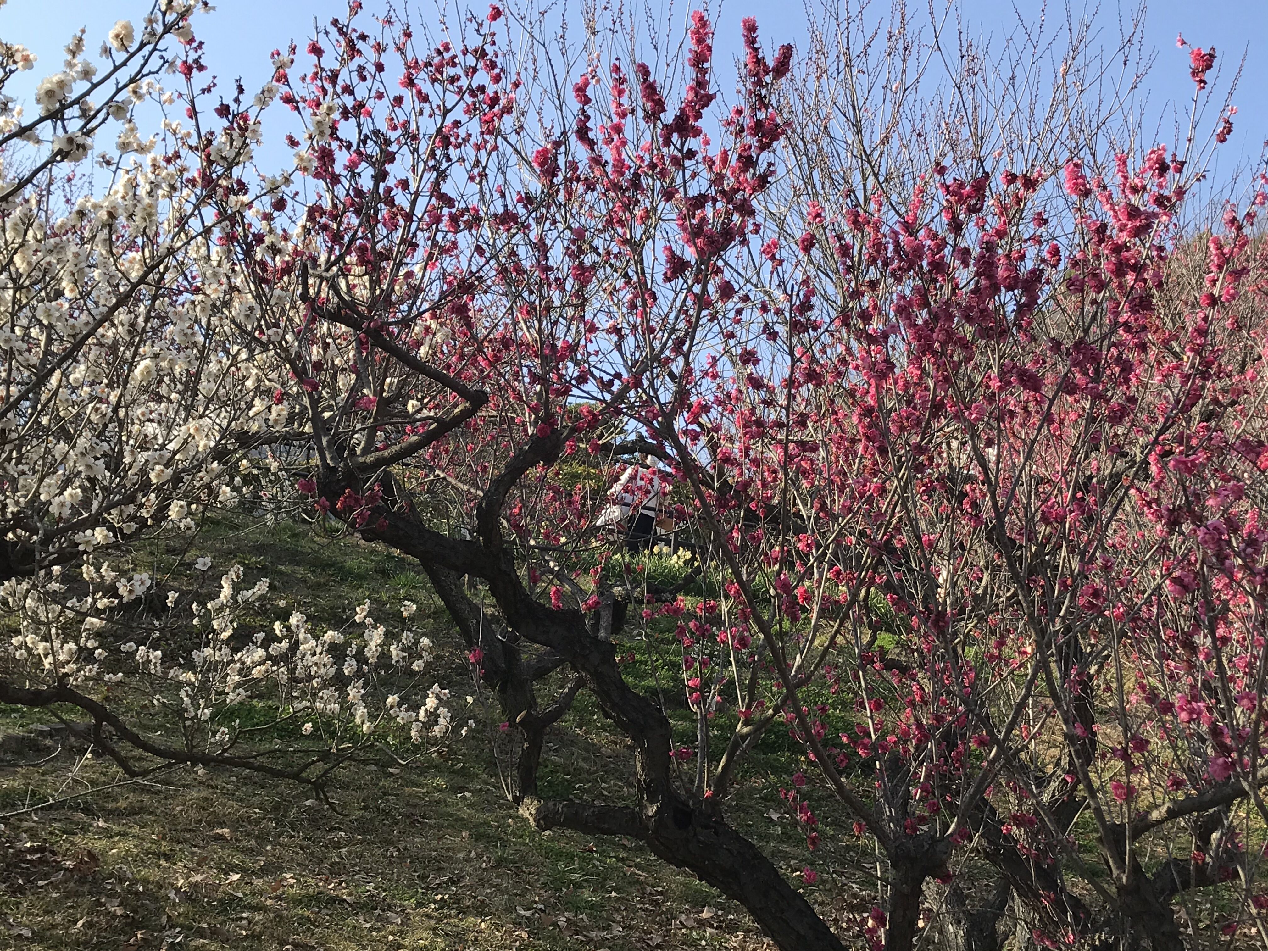 和歌山緑化センター 梅見頃 O きよひめの気ままにロザリアン