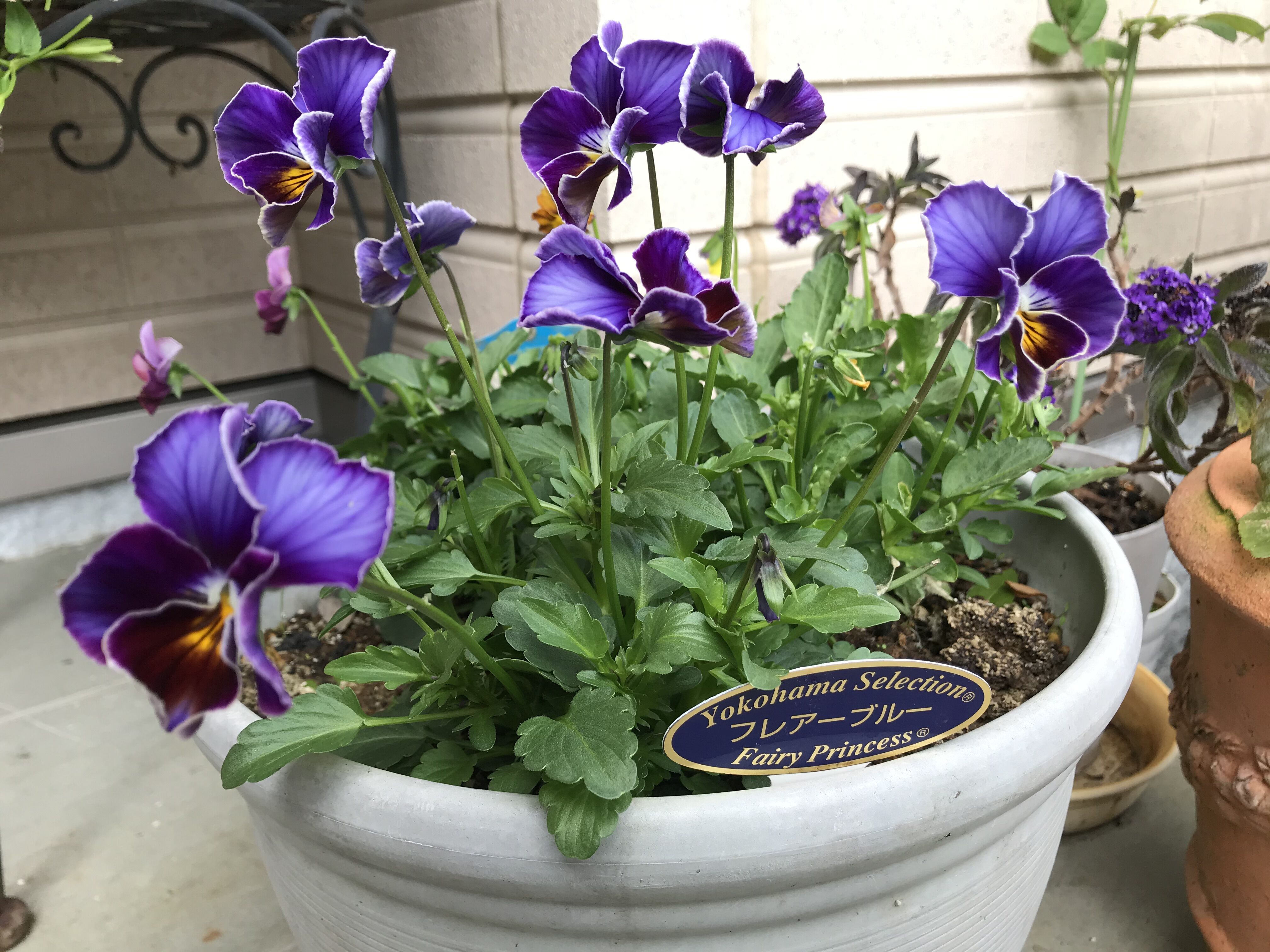 Newビオラ フレアブルー セプタードアイル アンブリッジローズ きよひめの気ままにロザリアン