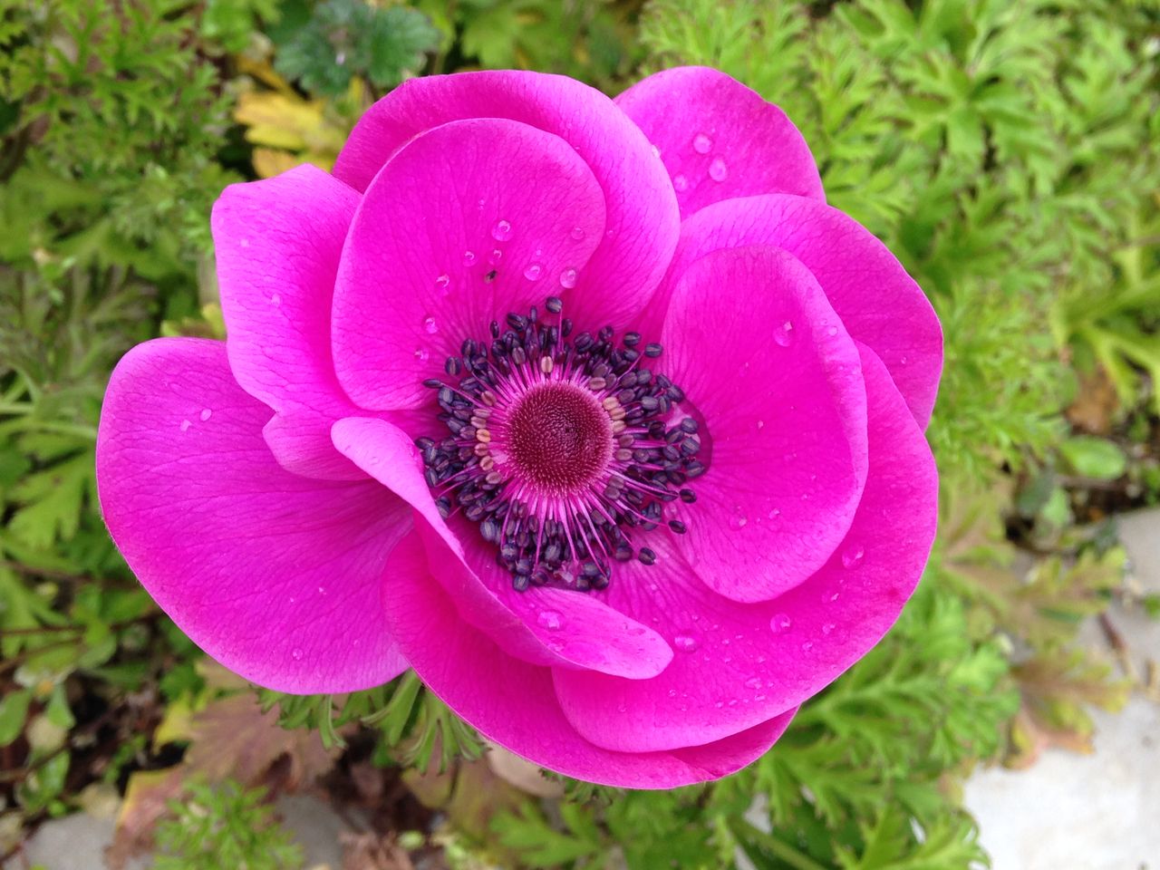 アネモネが華やかに きよひめの気ままにロザリアン