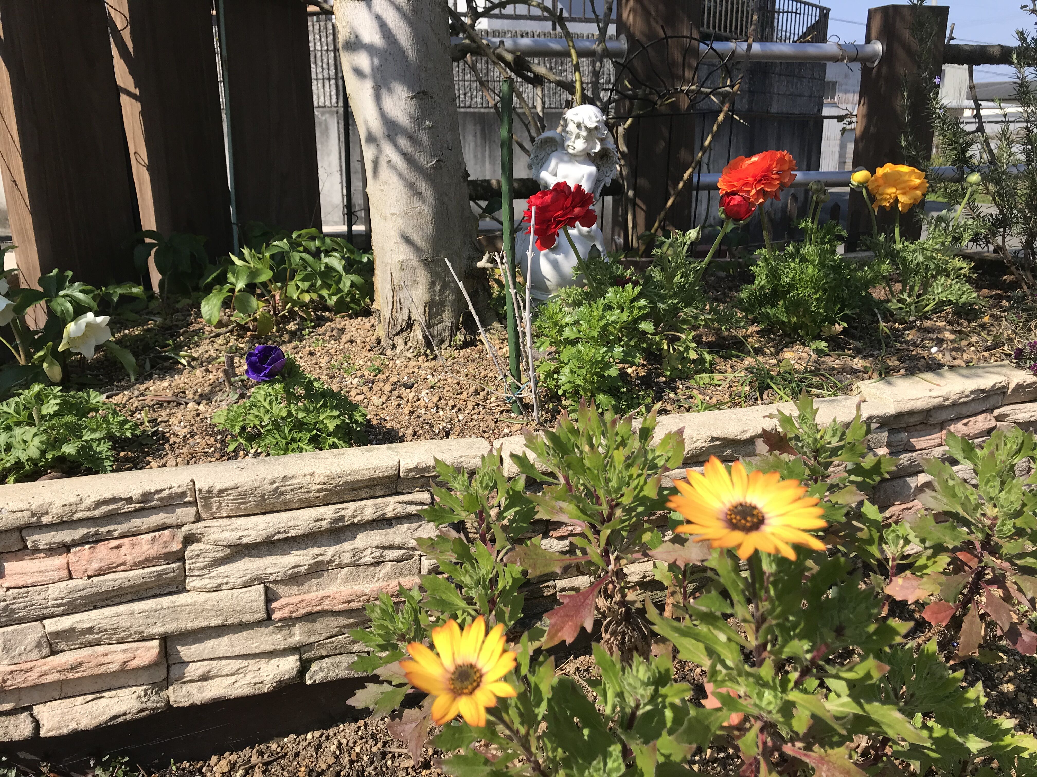 西庭つるバラ誘引完了 きよひめの気ままにロザリアン