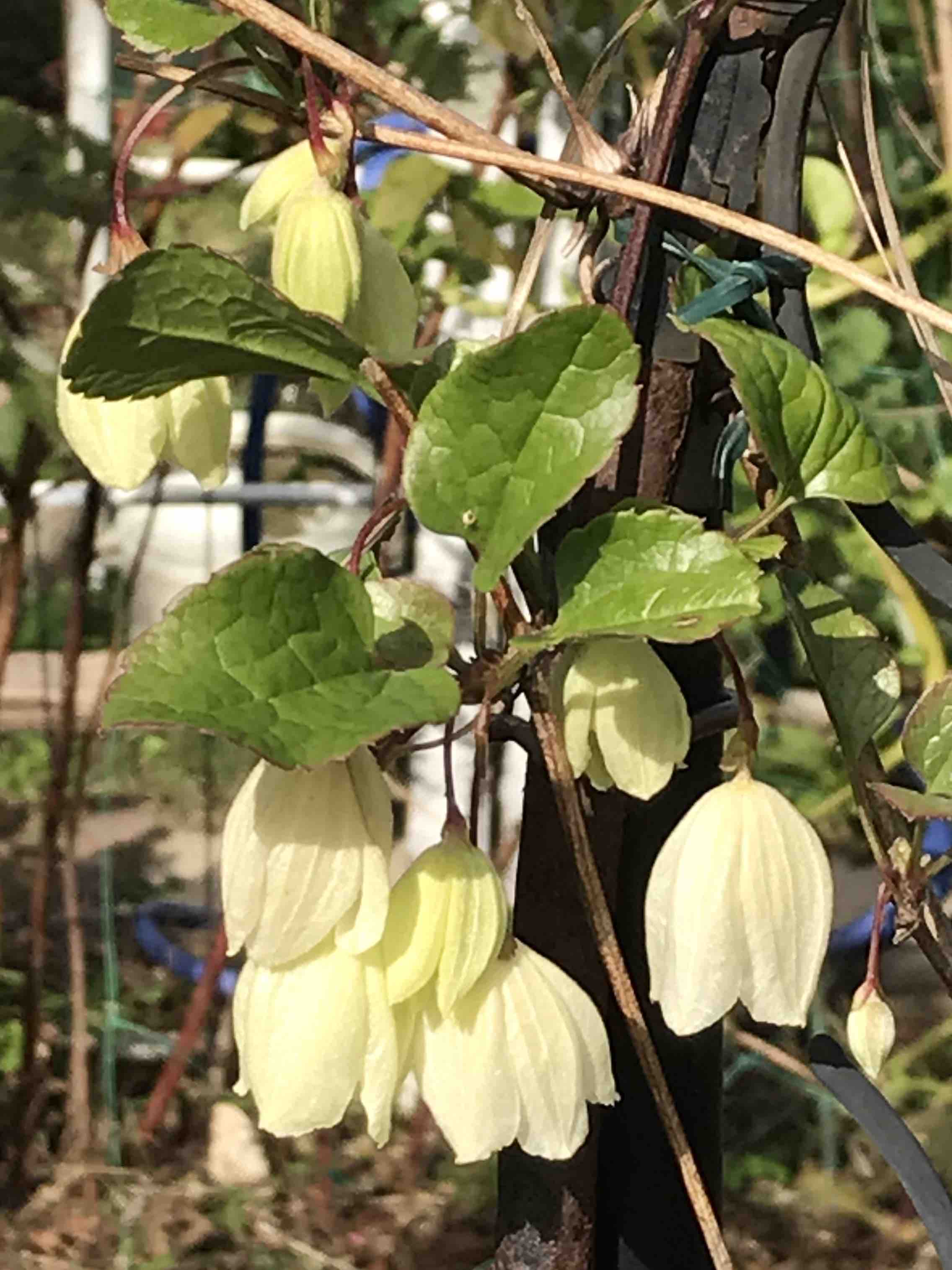 シルホサ系ジングルベル フレグラントアプリコット ブルーフォユーは癌腫 きよひめの気ままにロザリアン