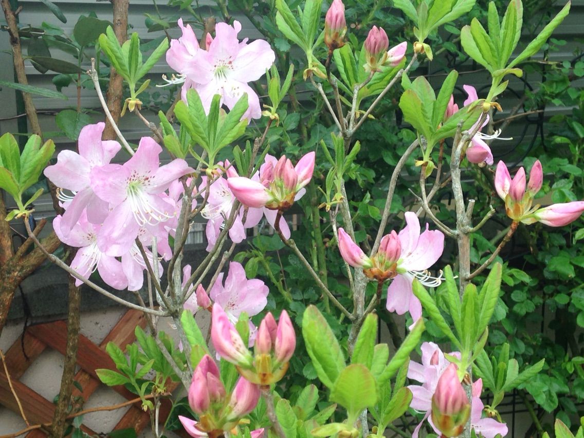 クロフネツツジの開花 きよひめの気ままにロザリアン クロフネツツジの開花 きよひめの気ままにロザリアン