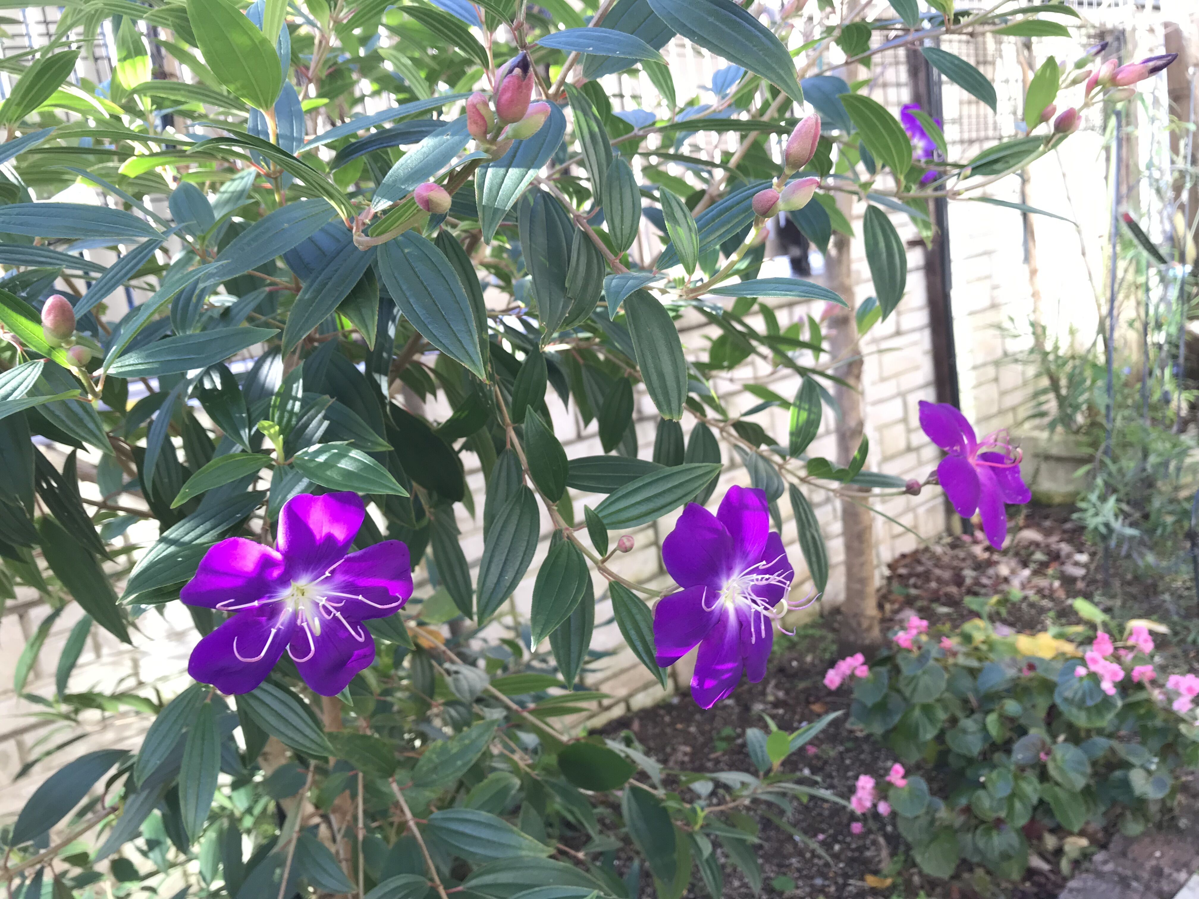 玄関周りノボタン 開花 クリスマスローズに寄せ植えも きよひめの気ままにロザリアン