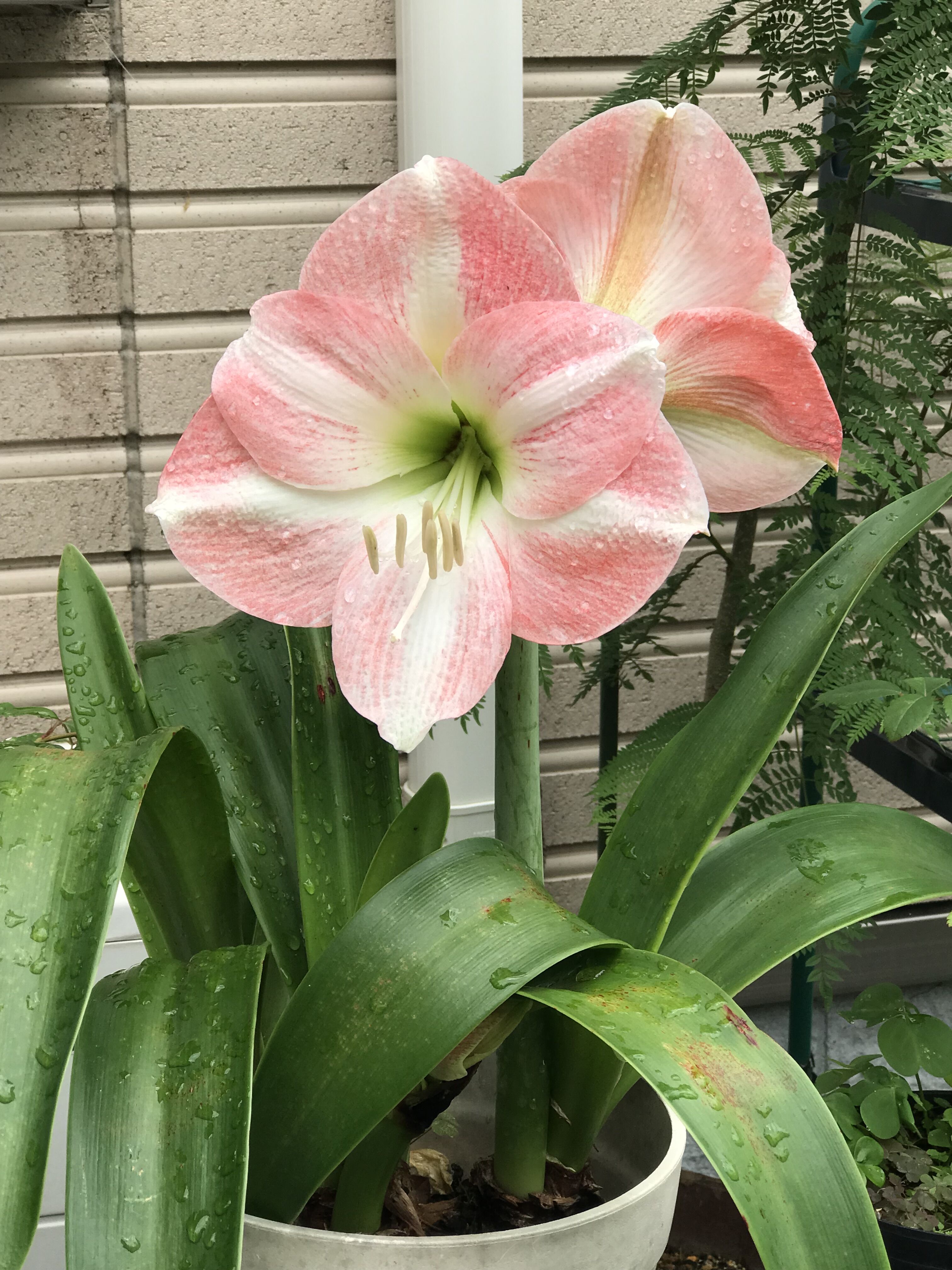 6月はアマリリス フェイジョアの季節 二番花ジヤストジヨイ開花 きよひめの気ままにロザリアン 6月はアマリリス フェイジョアの季節 二番花ジヤストジヨイ開花 きよひめの気ままにロザリアン